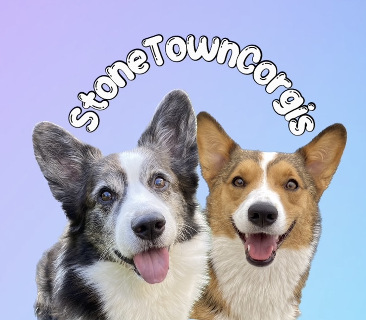@stonetowncorgis