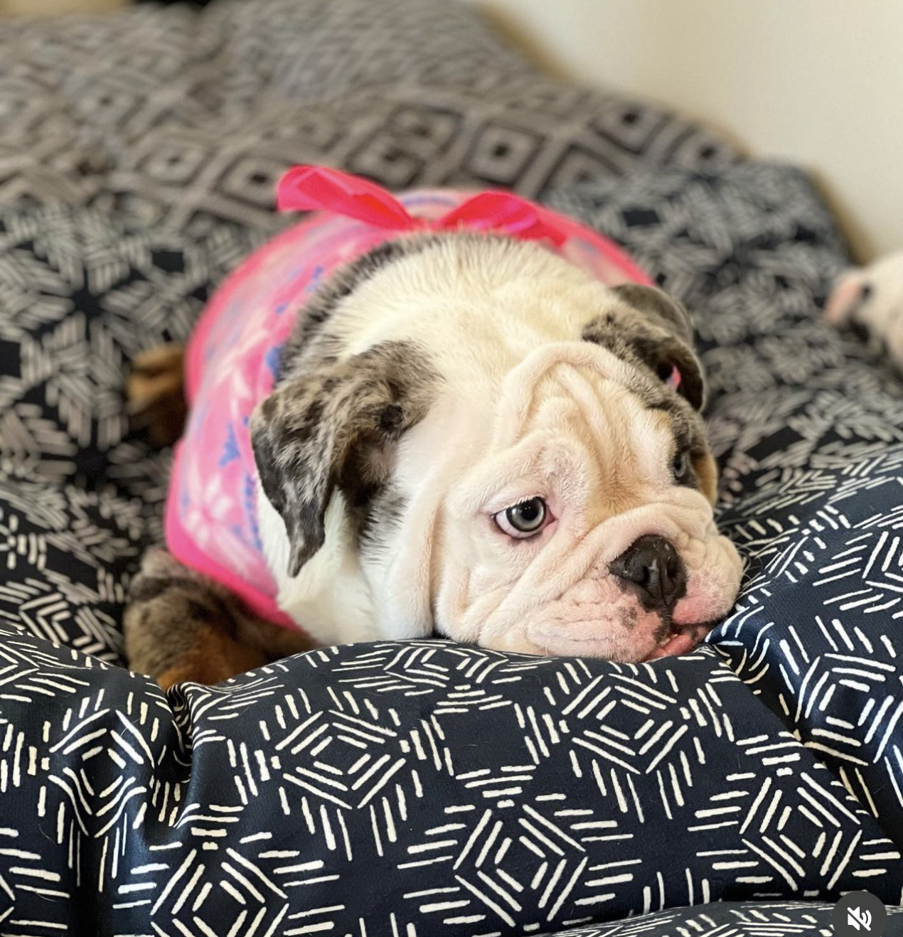 @espinasazulesbulldogs