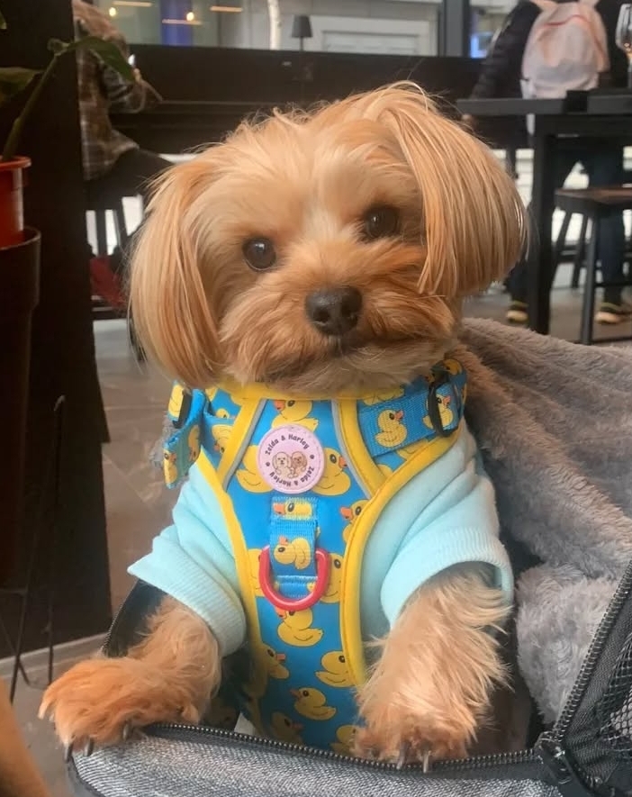 @tobi-thetroublemaker