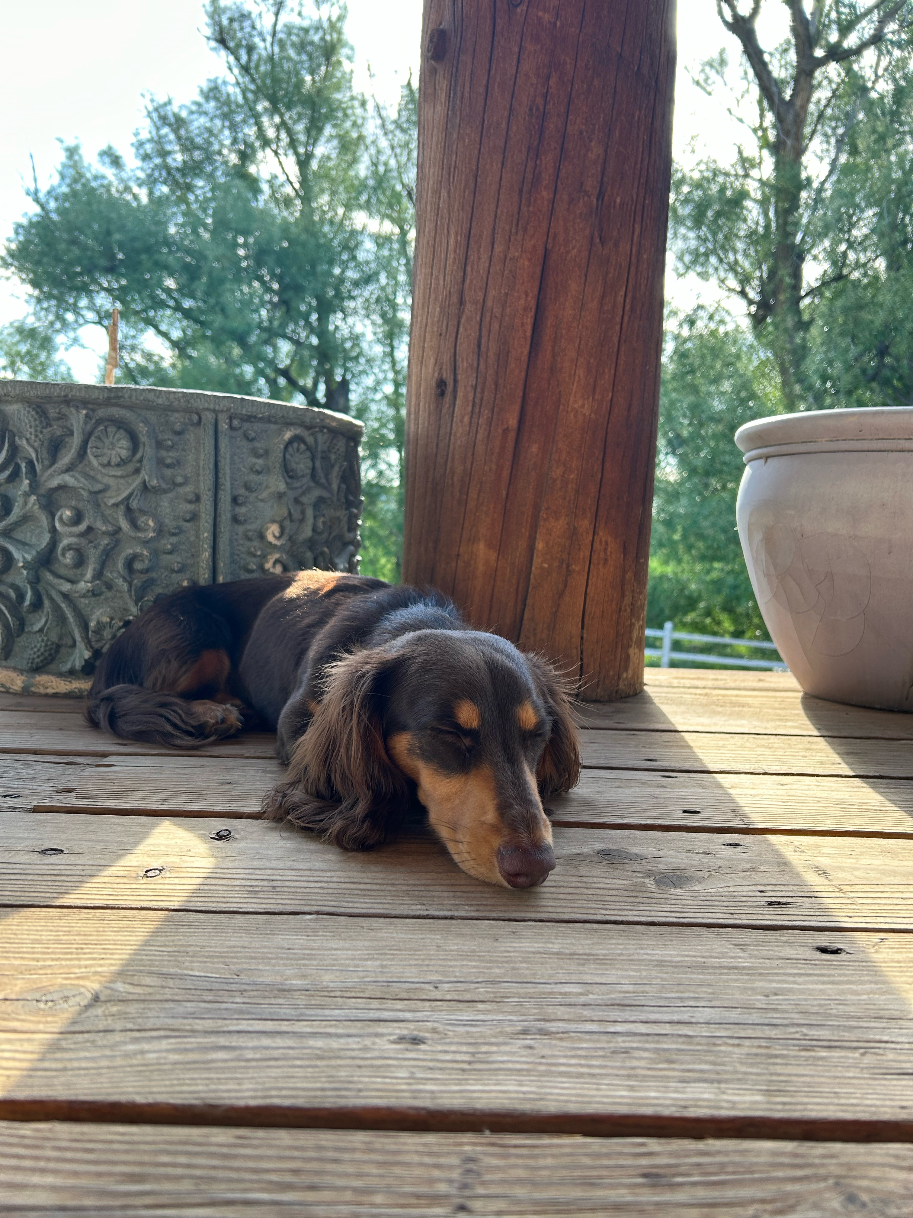 @shoelessjoedackshund