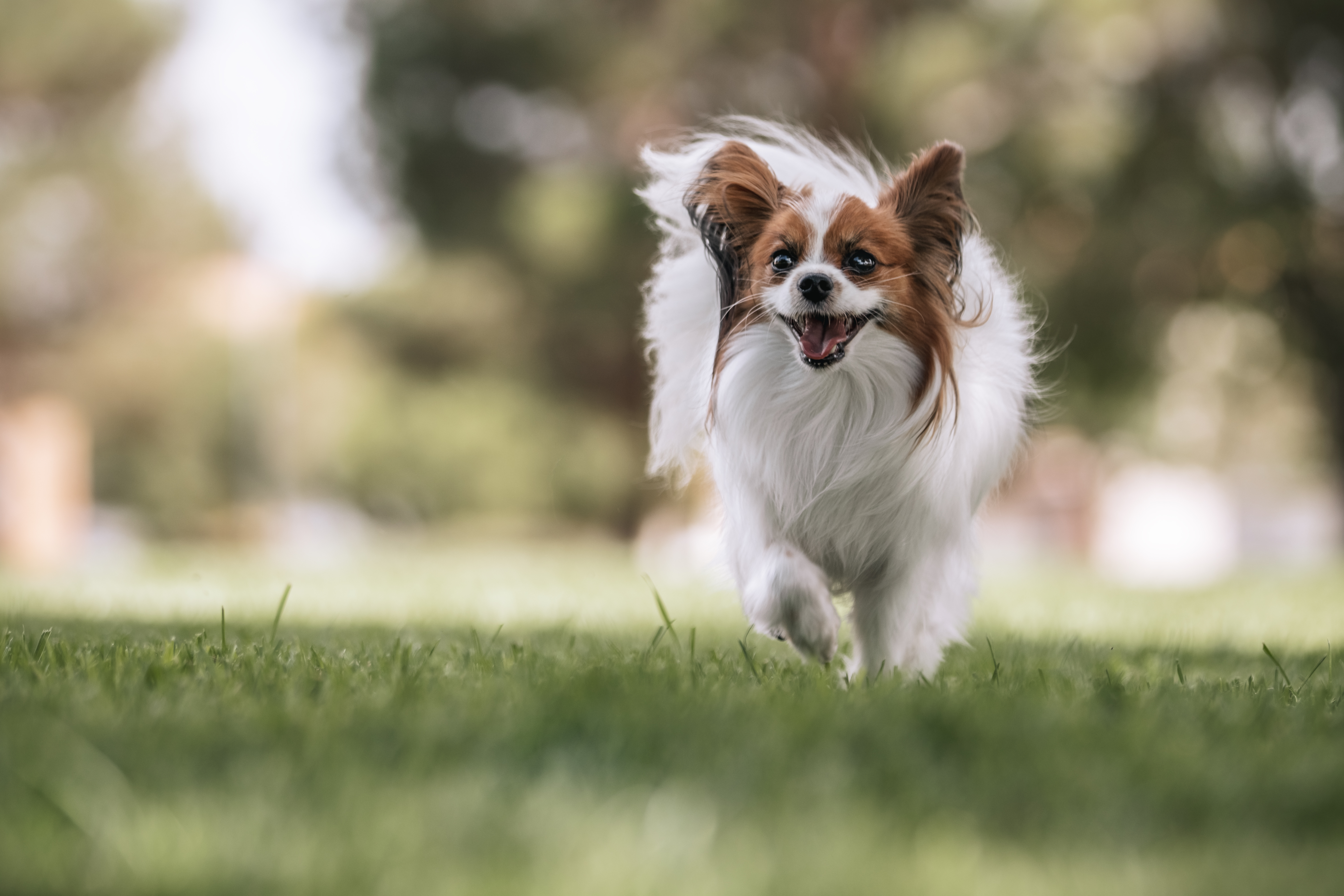 @thatteacherwiththedog