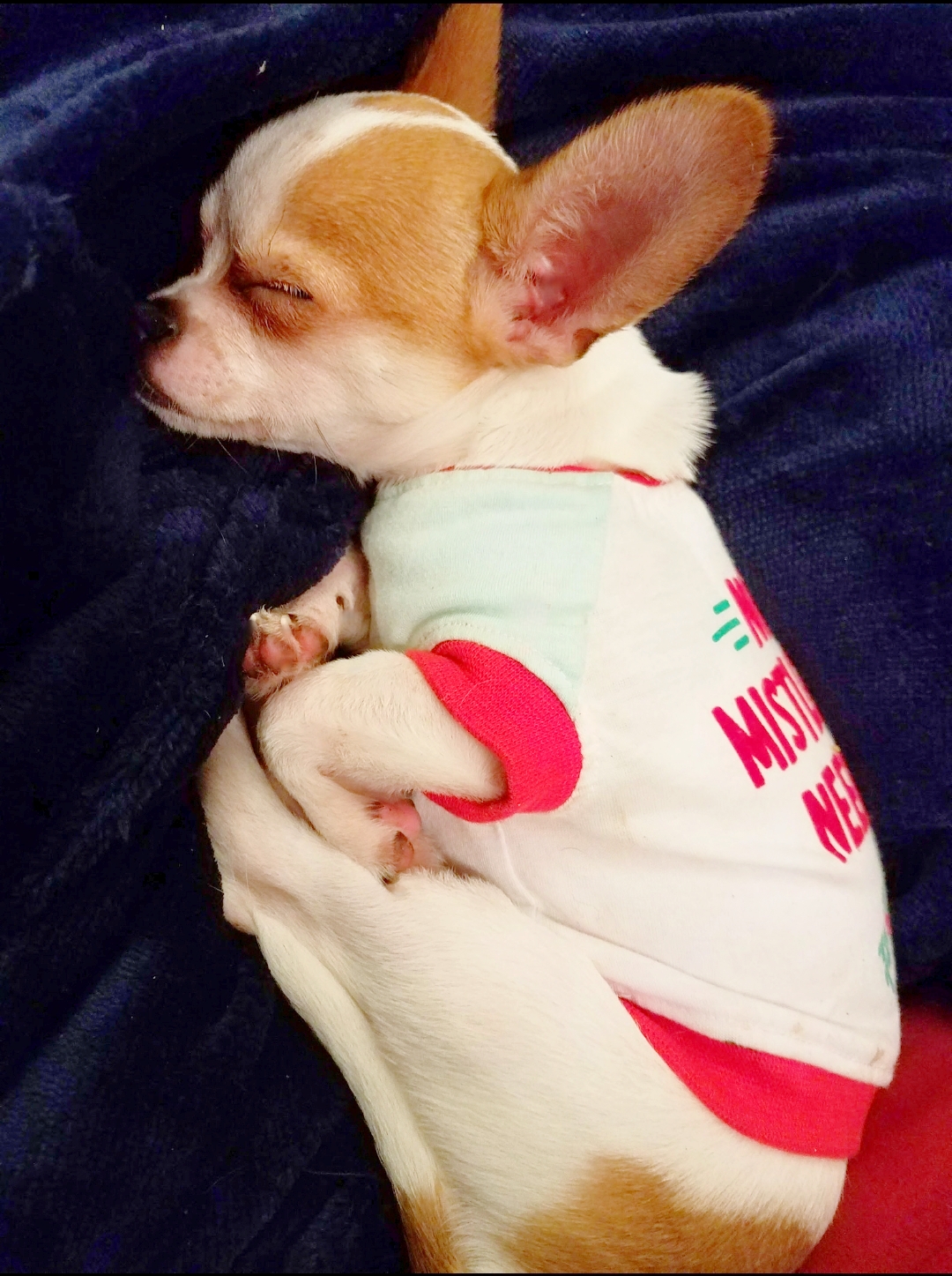 @adventures-of-jayce-n-me-puppy