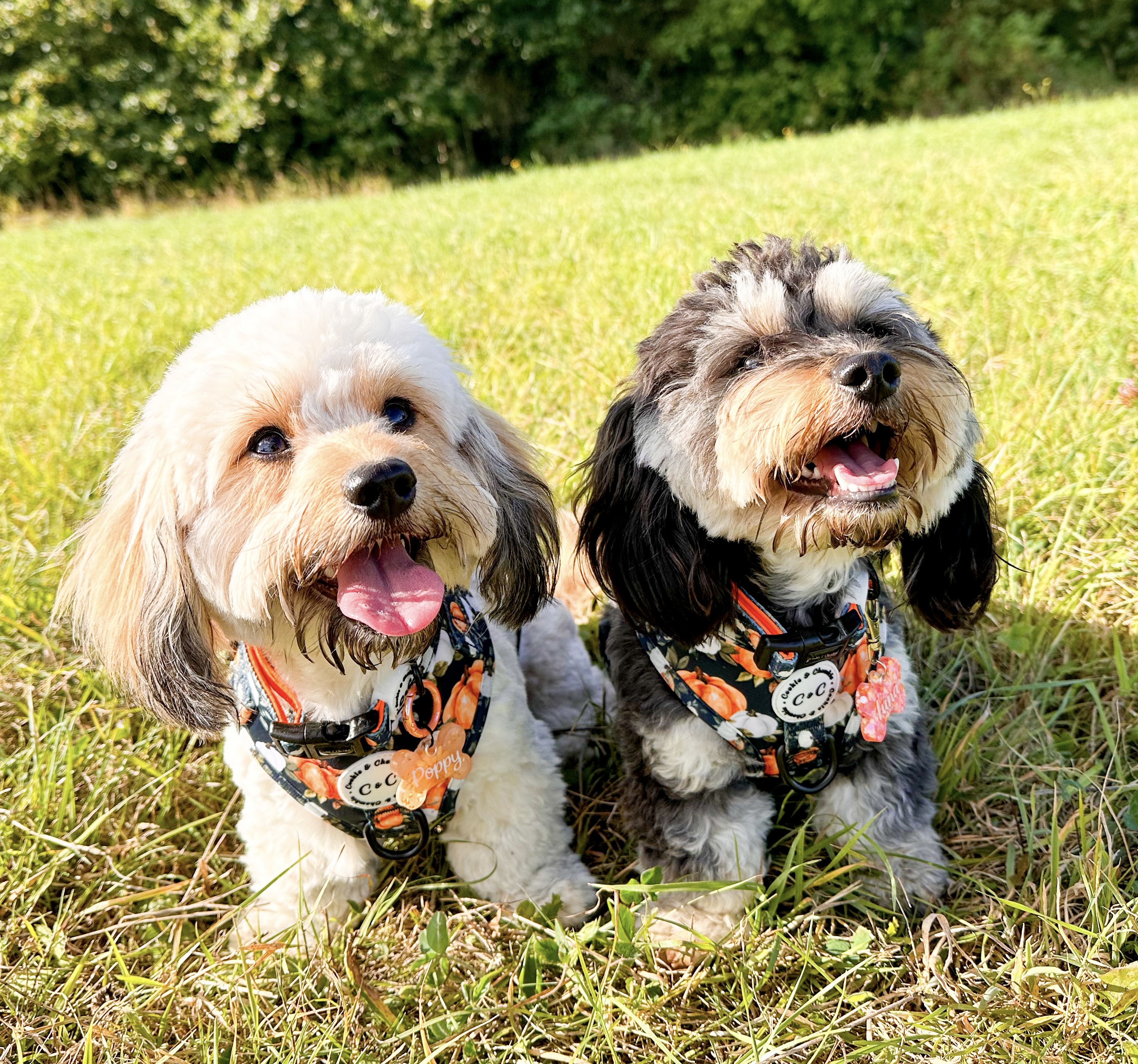 @little-luna-and-poppy