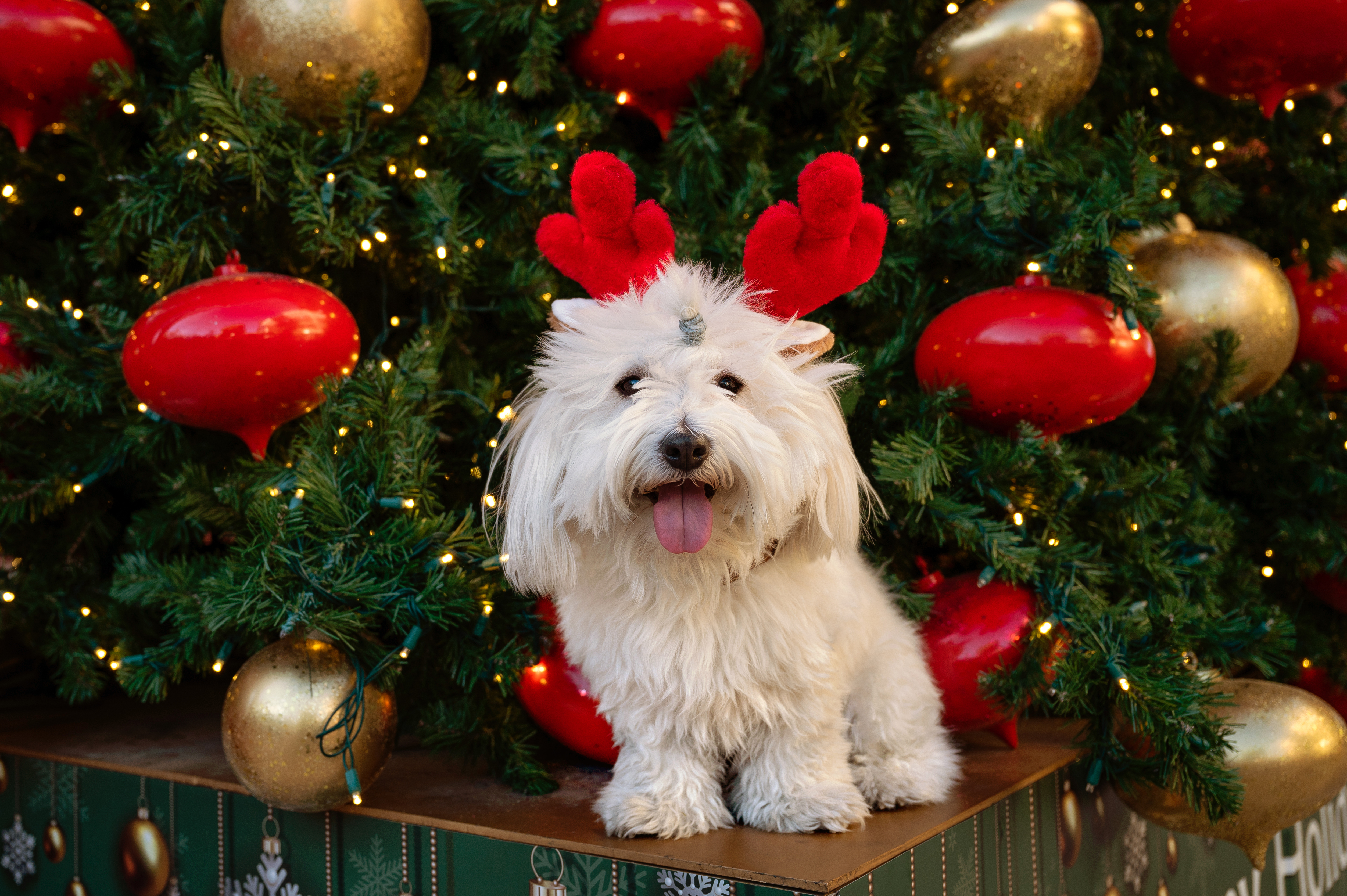 @fluffy-cotondetulear