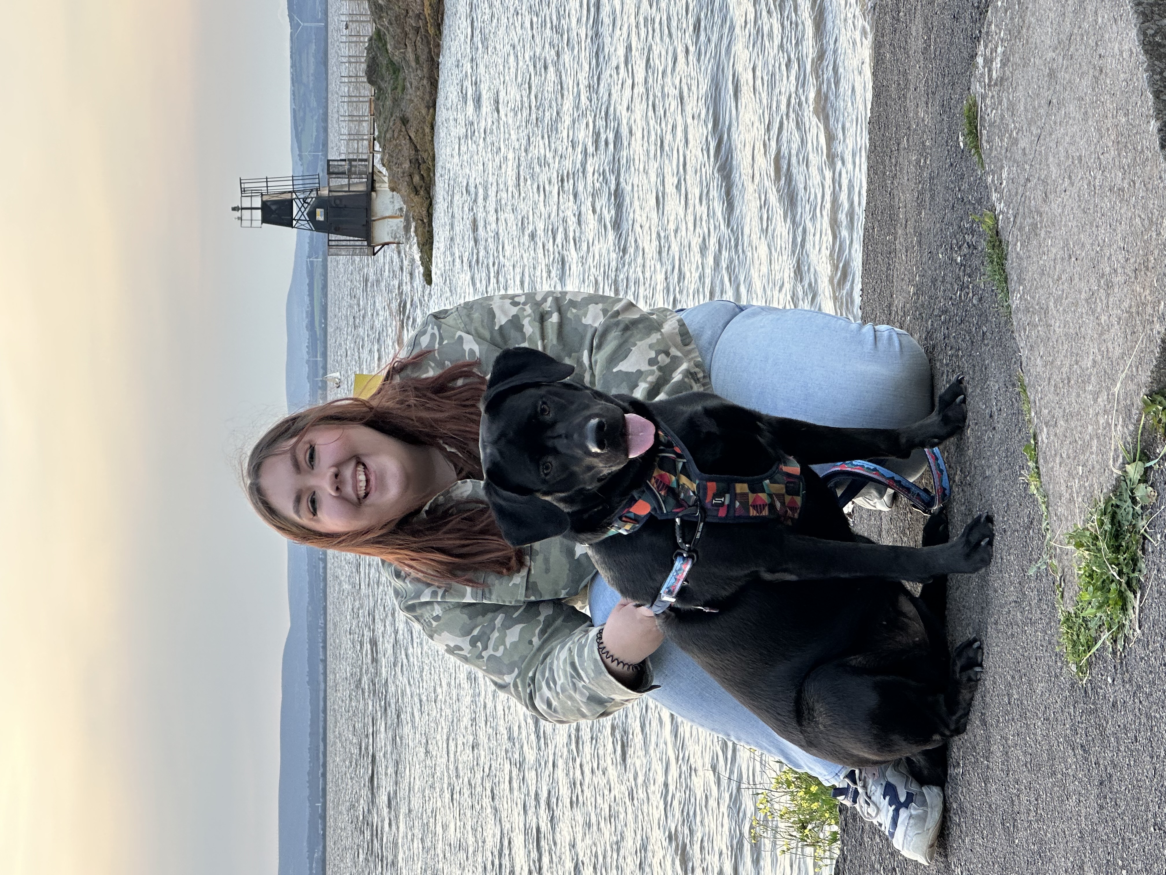@maisietheblacklab