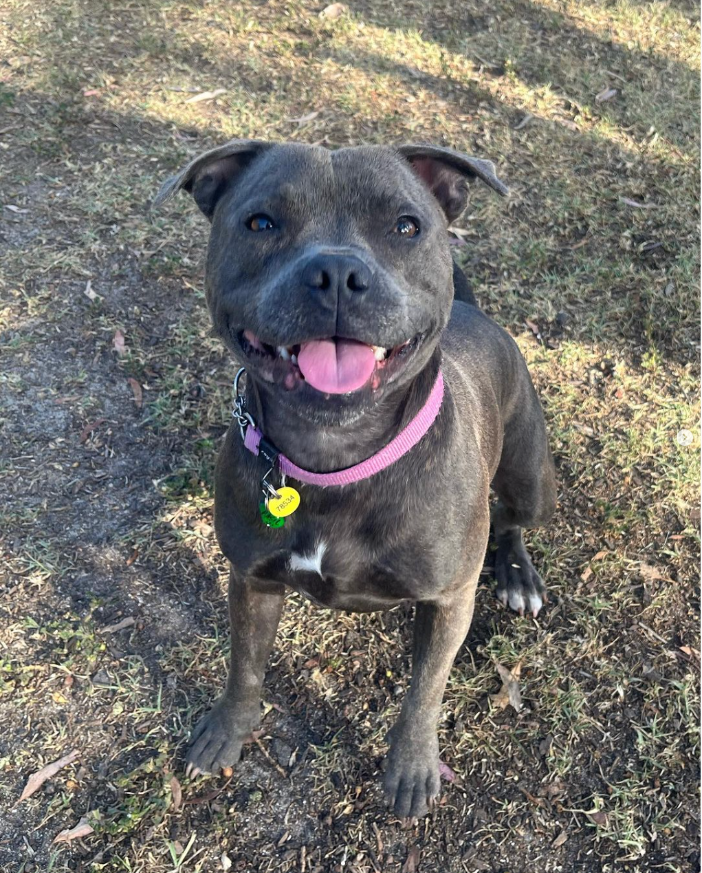 @basil-bean-the-staffy