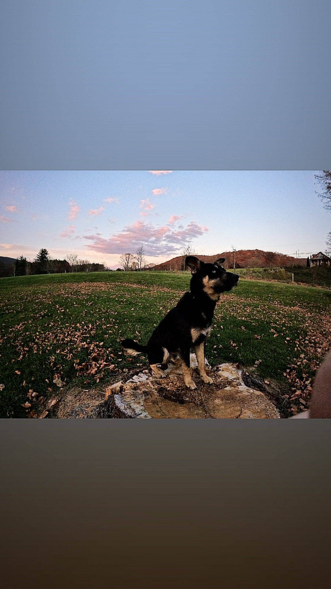 @bear-oakley-theservicedogs