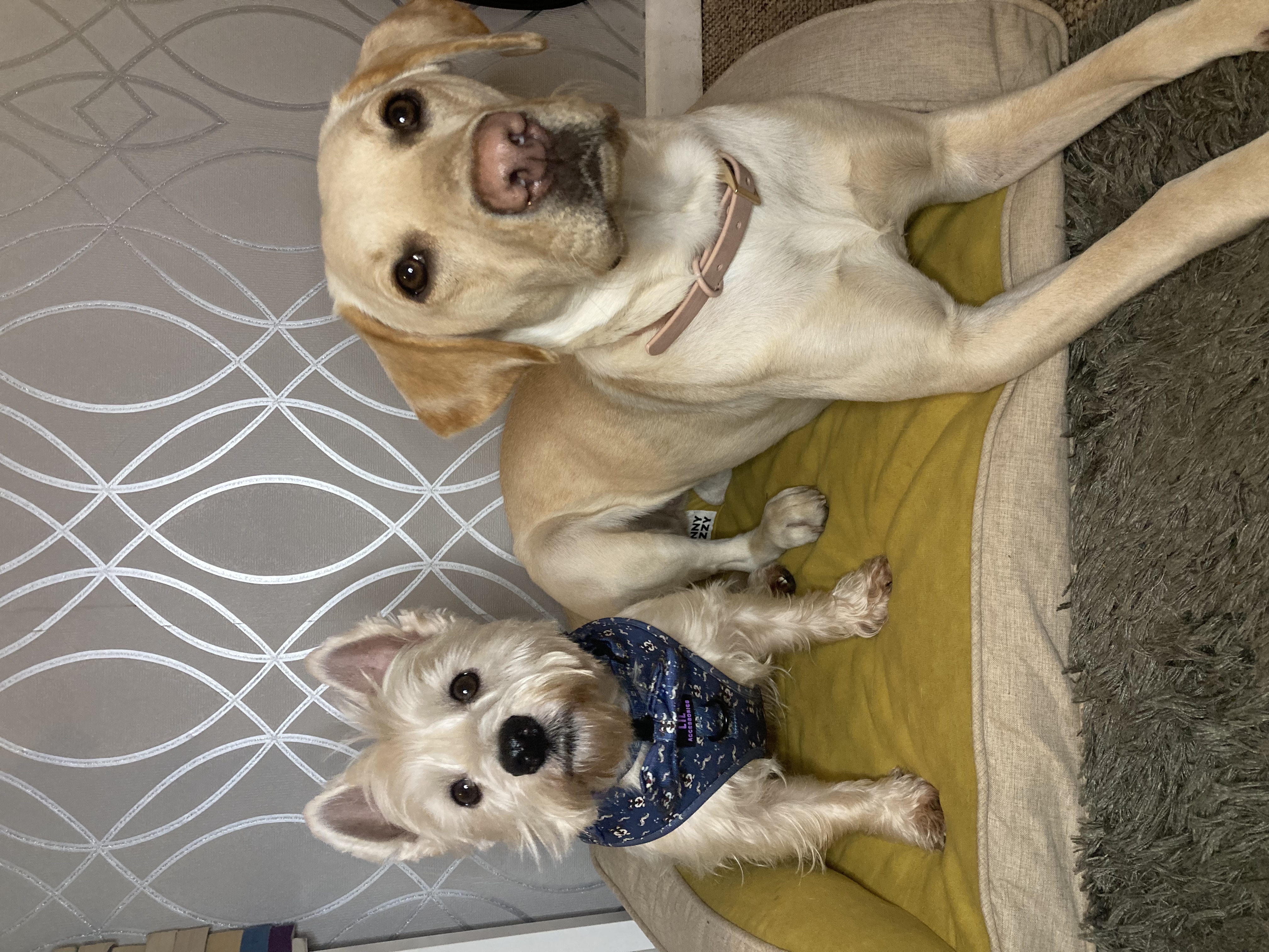 @rescuewestie-crazydaisy