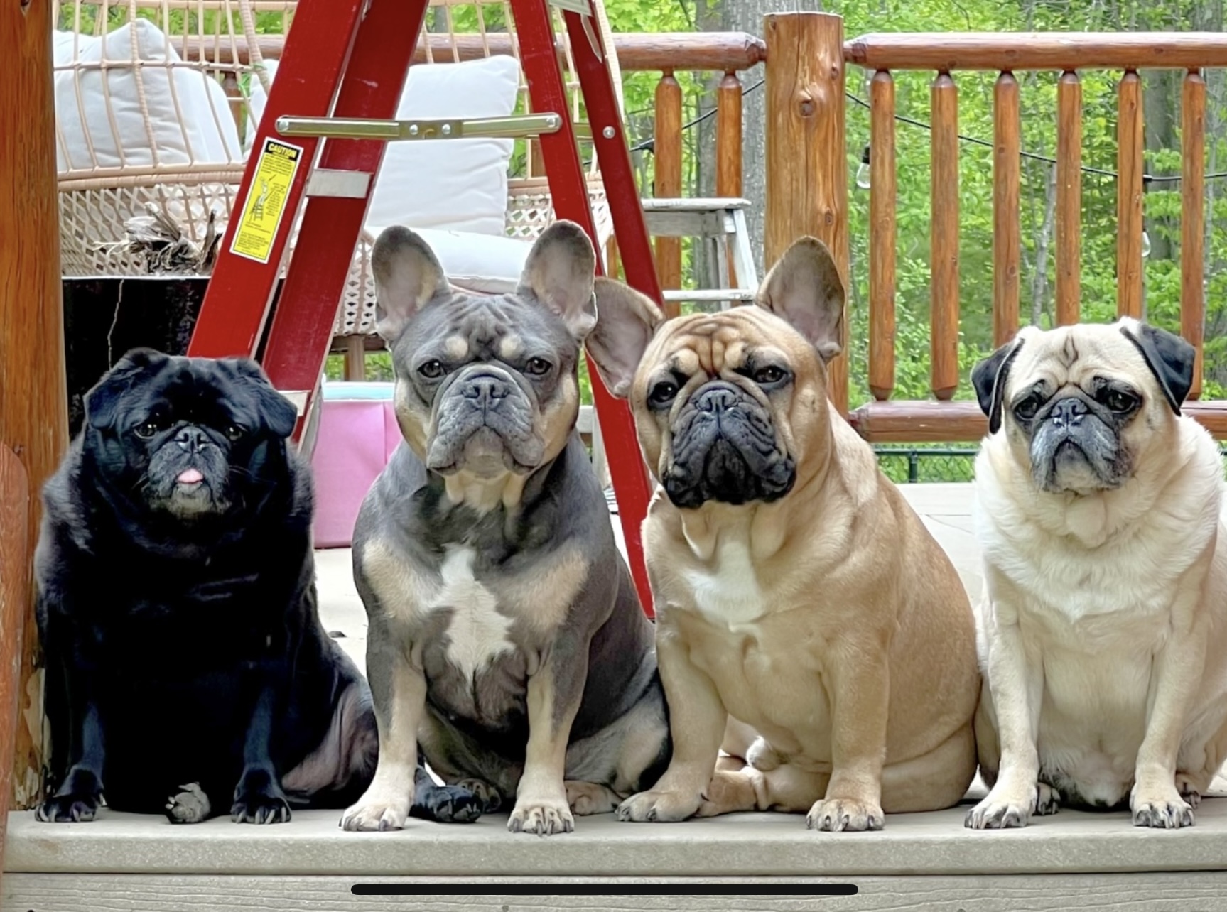 @pughugsandfrenchiekisses