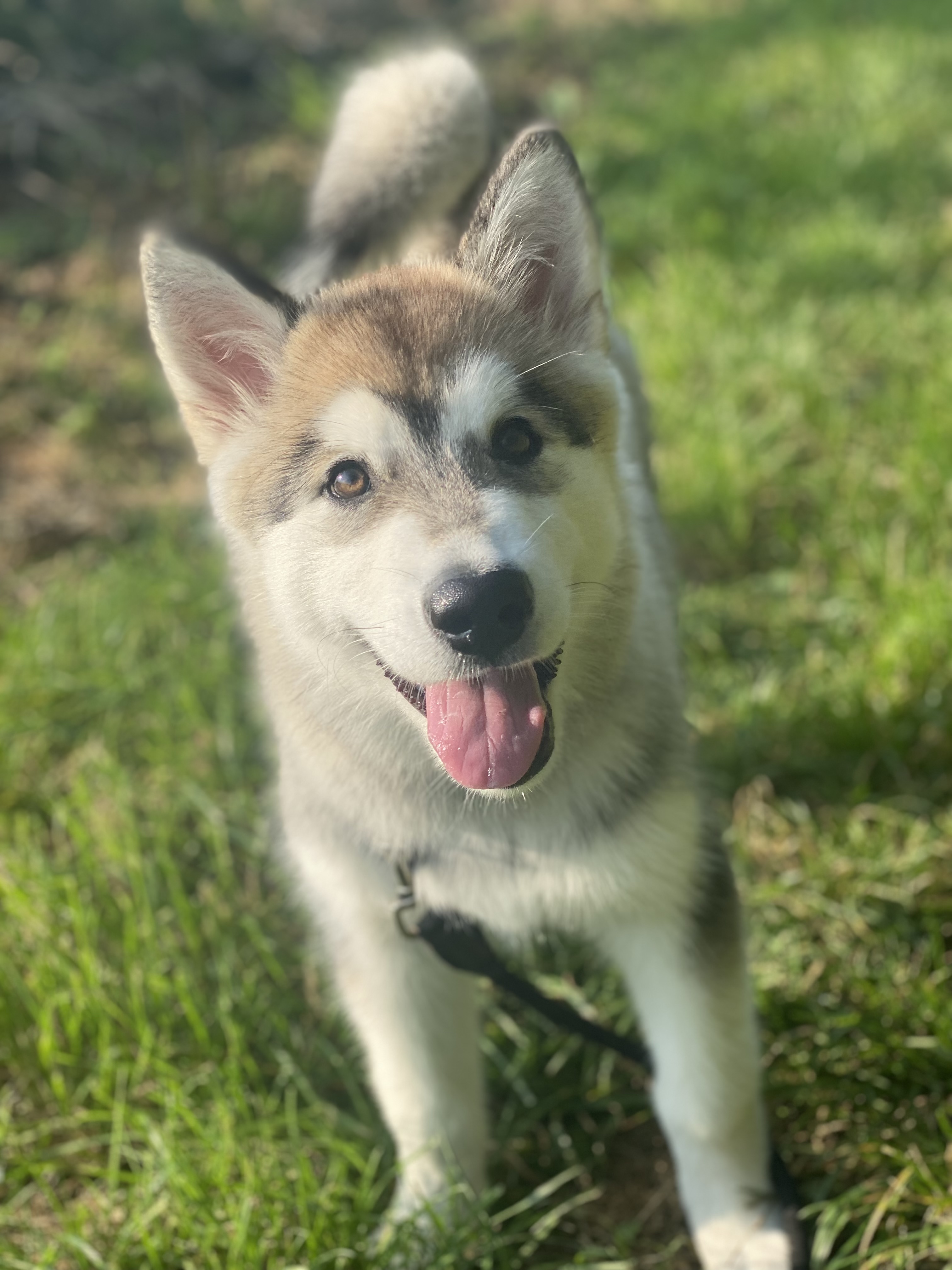 @ollythemalamute
