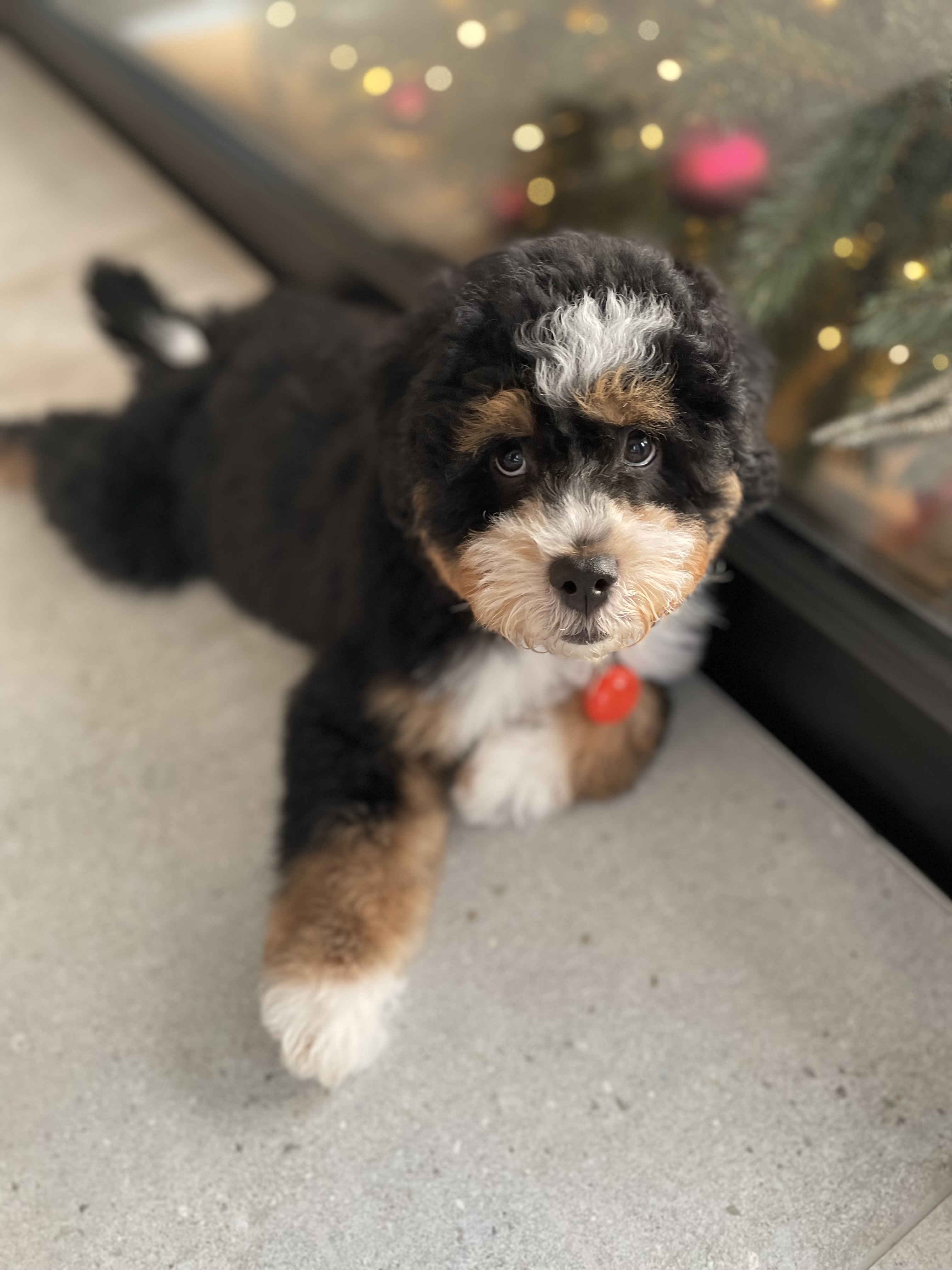 @mazzel-thebernedoodle