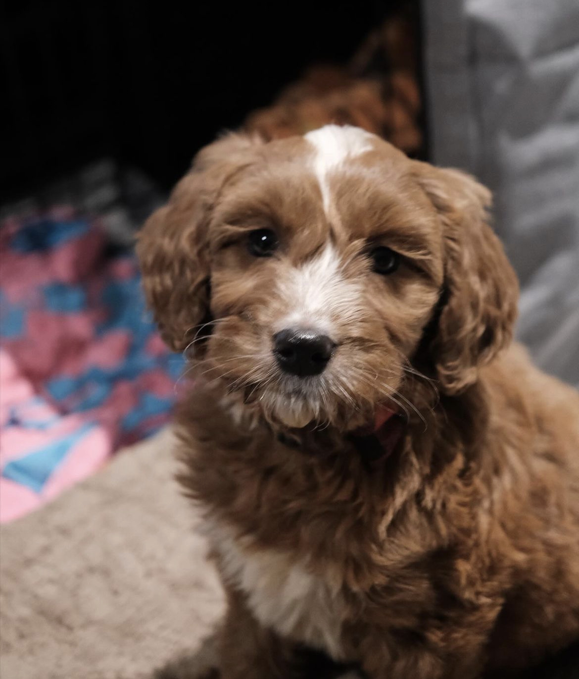 @thea-thegoldendoodle