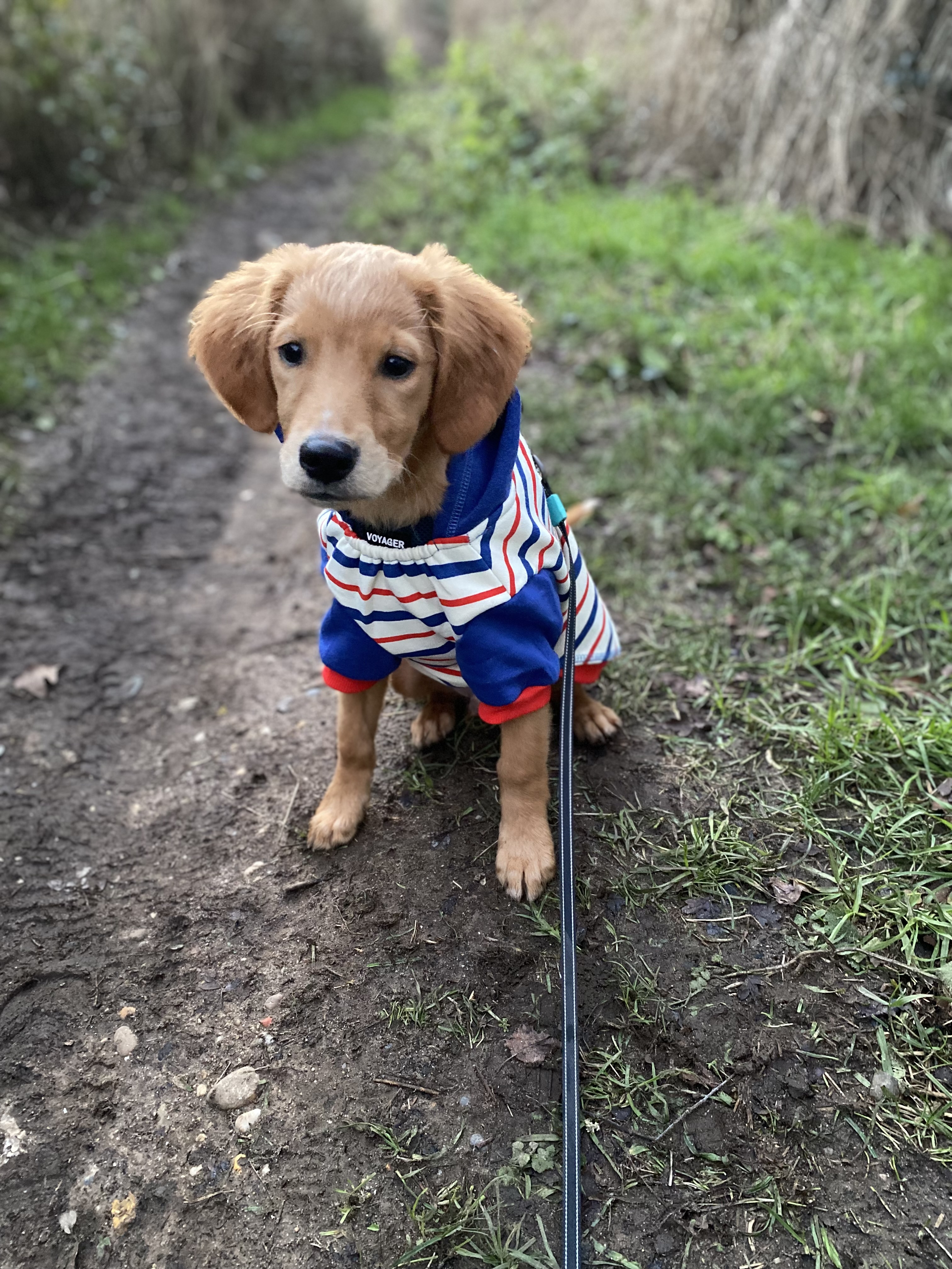 @caesartheretriever23