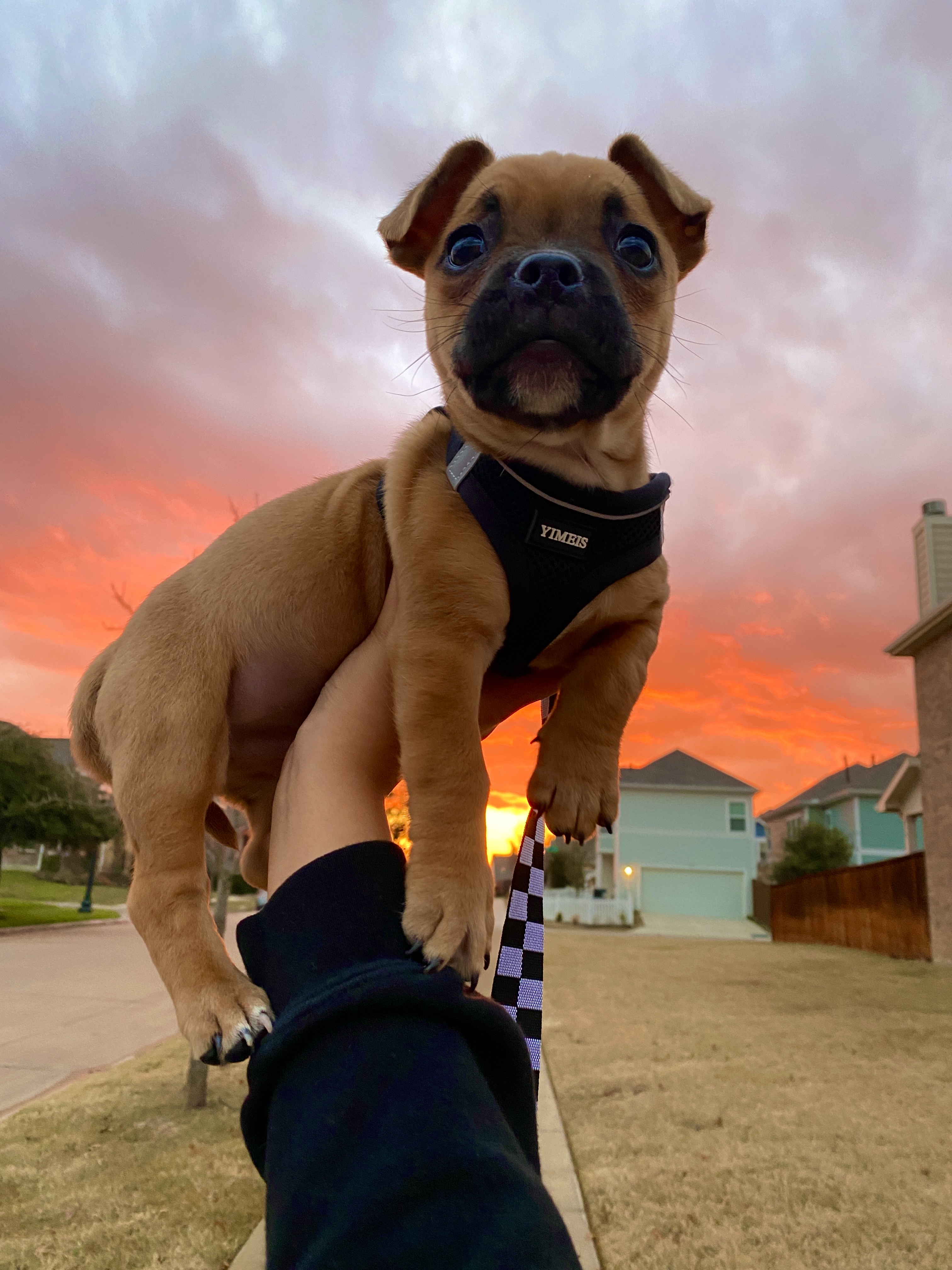 @caneloeldog