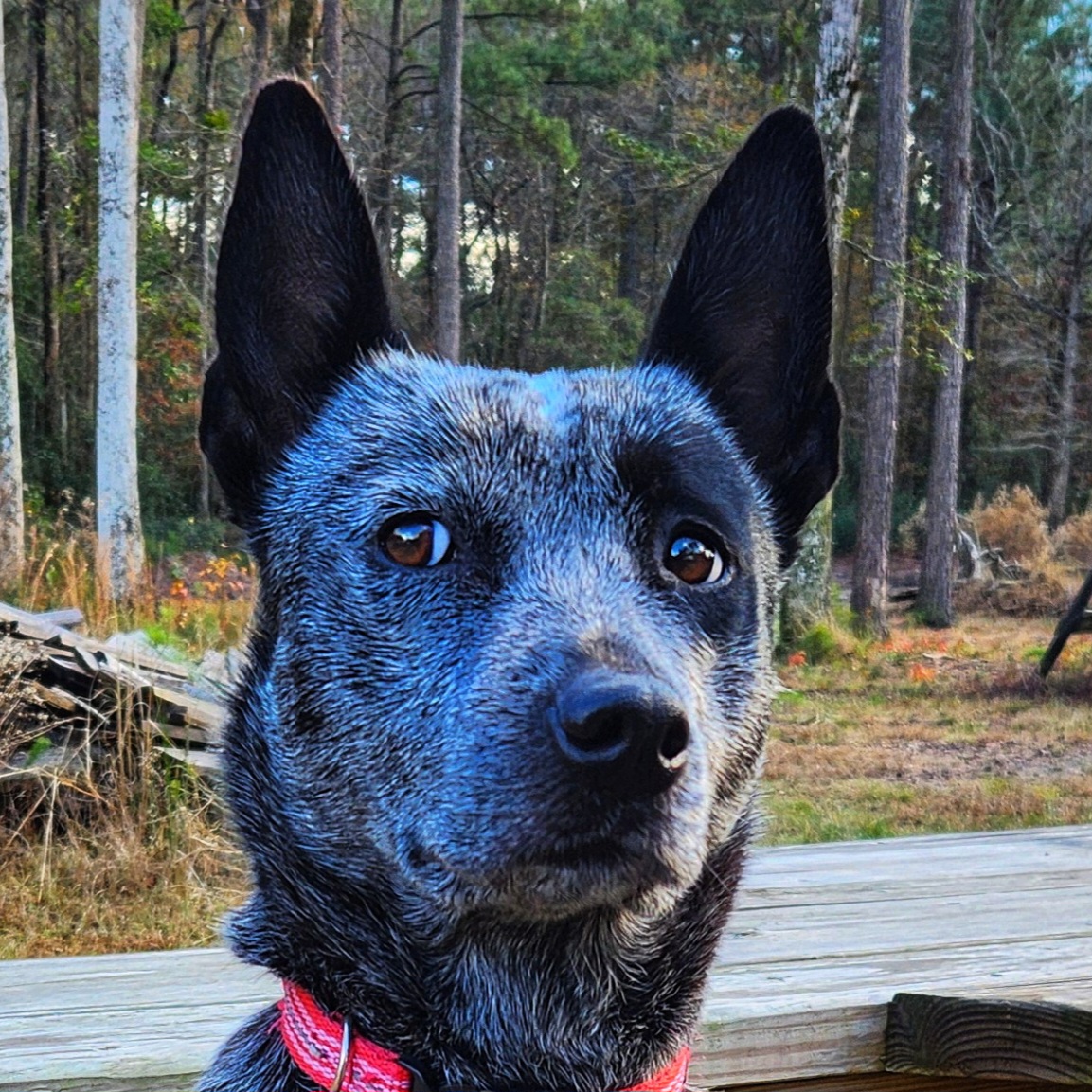 @kiviblueheeler