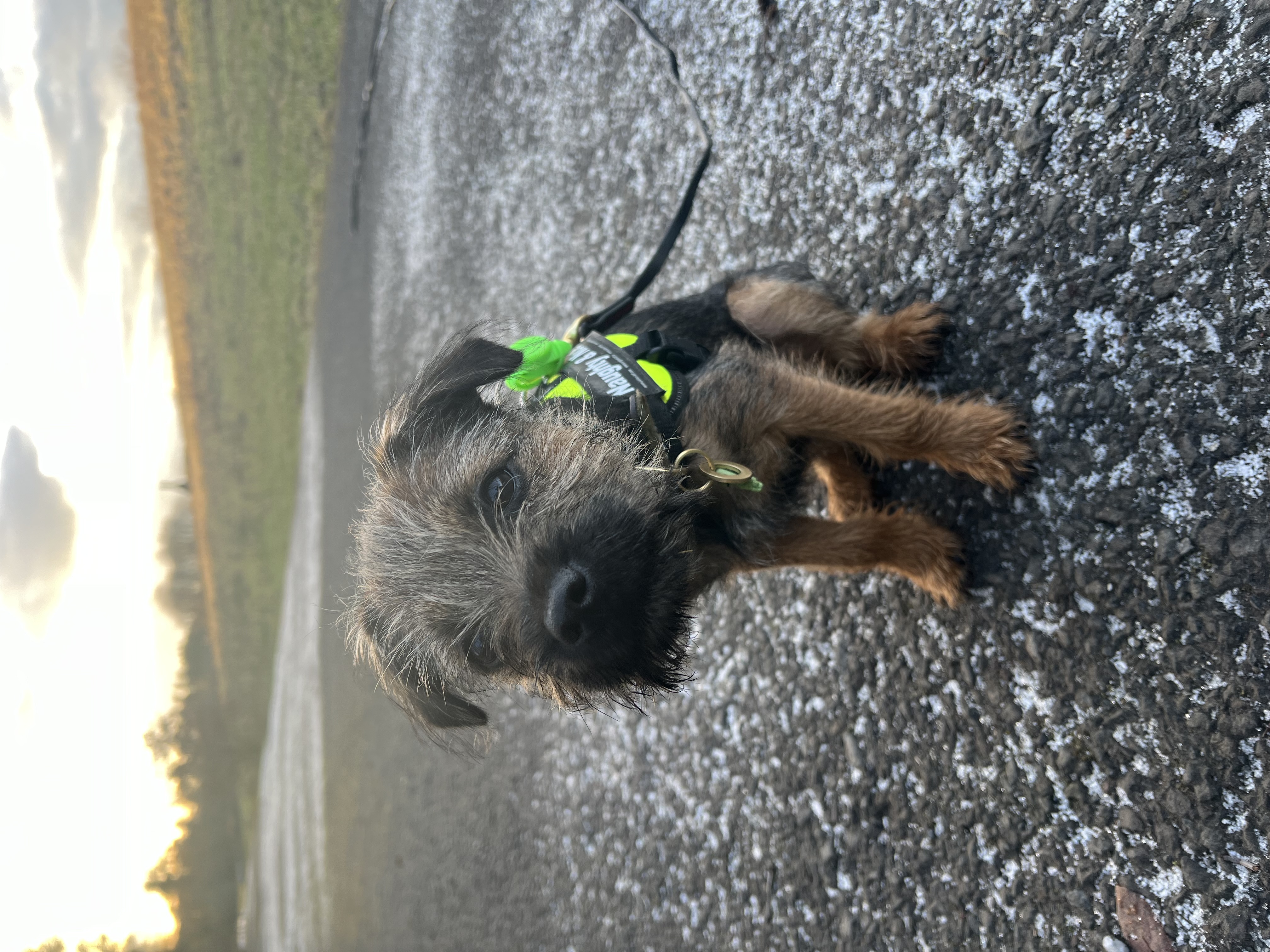 @bryntheborderterrier
