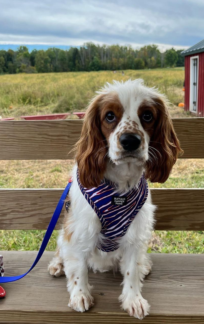 @phillipthecockalier