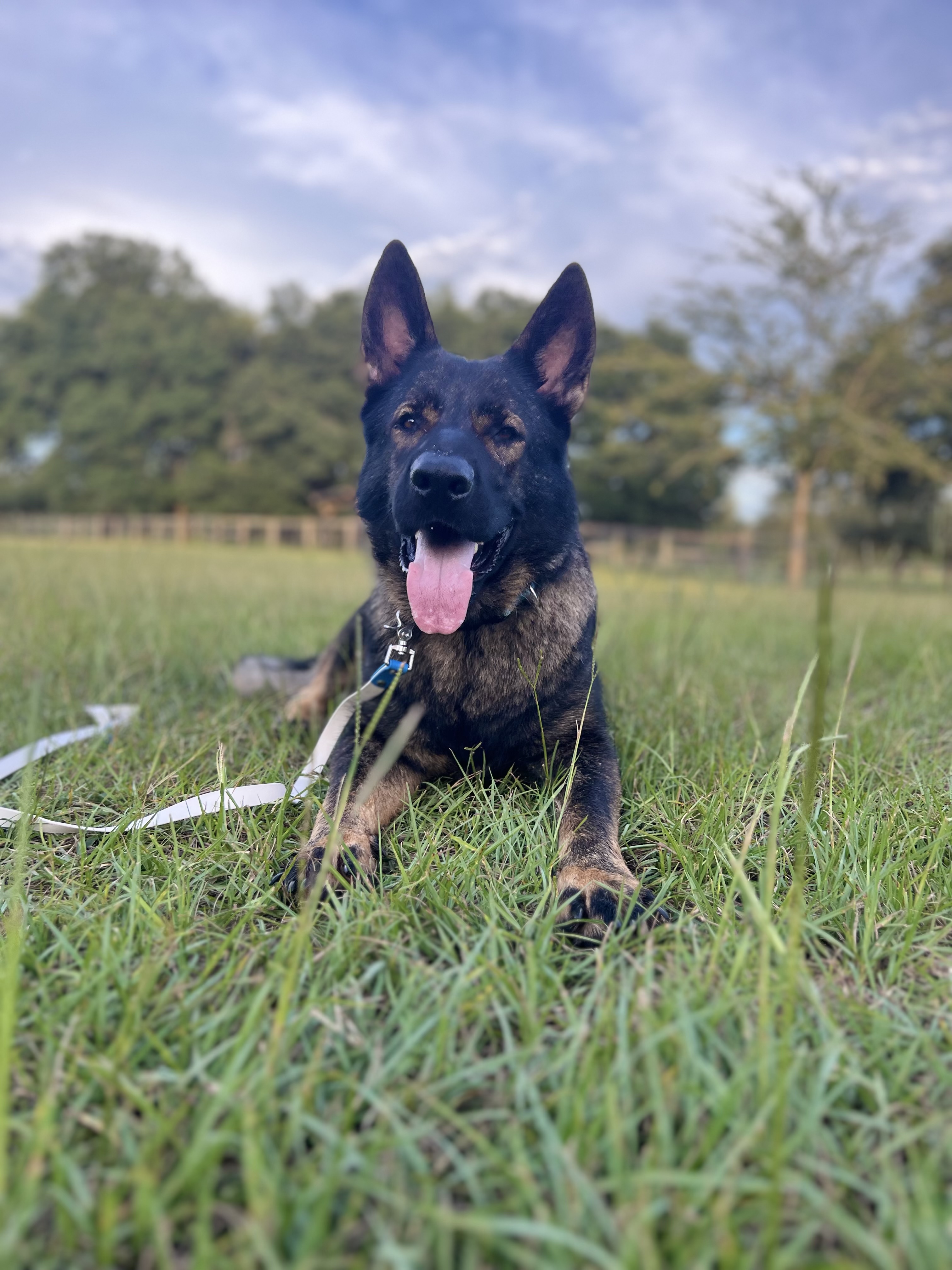 @hachi-the-gentle-giant-ugc