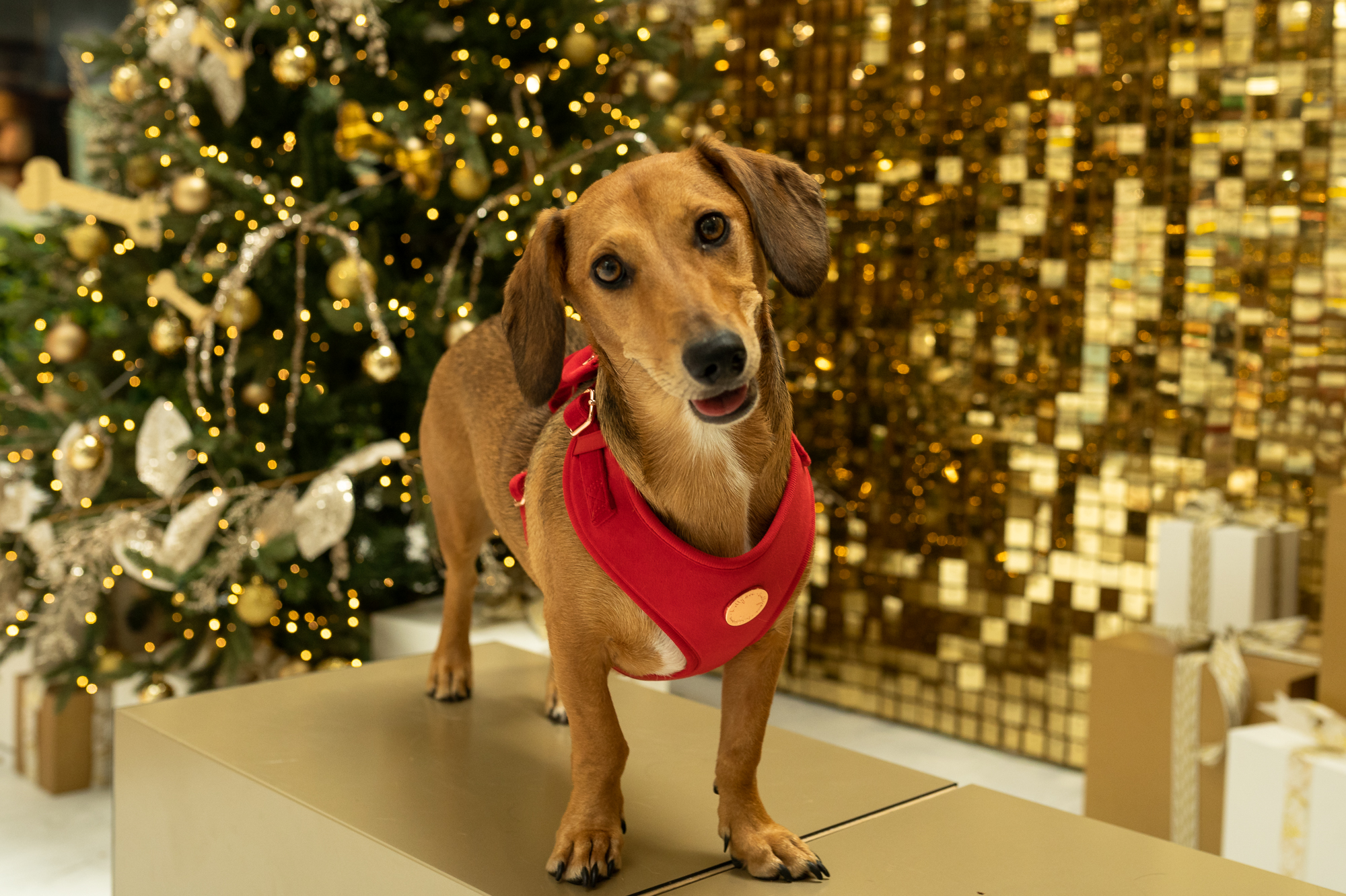 @sichatheminidachshund