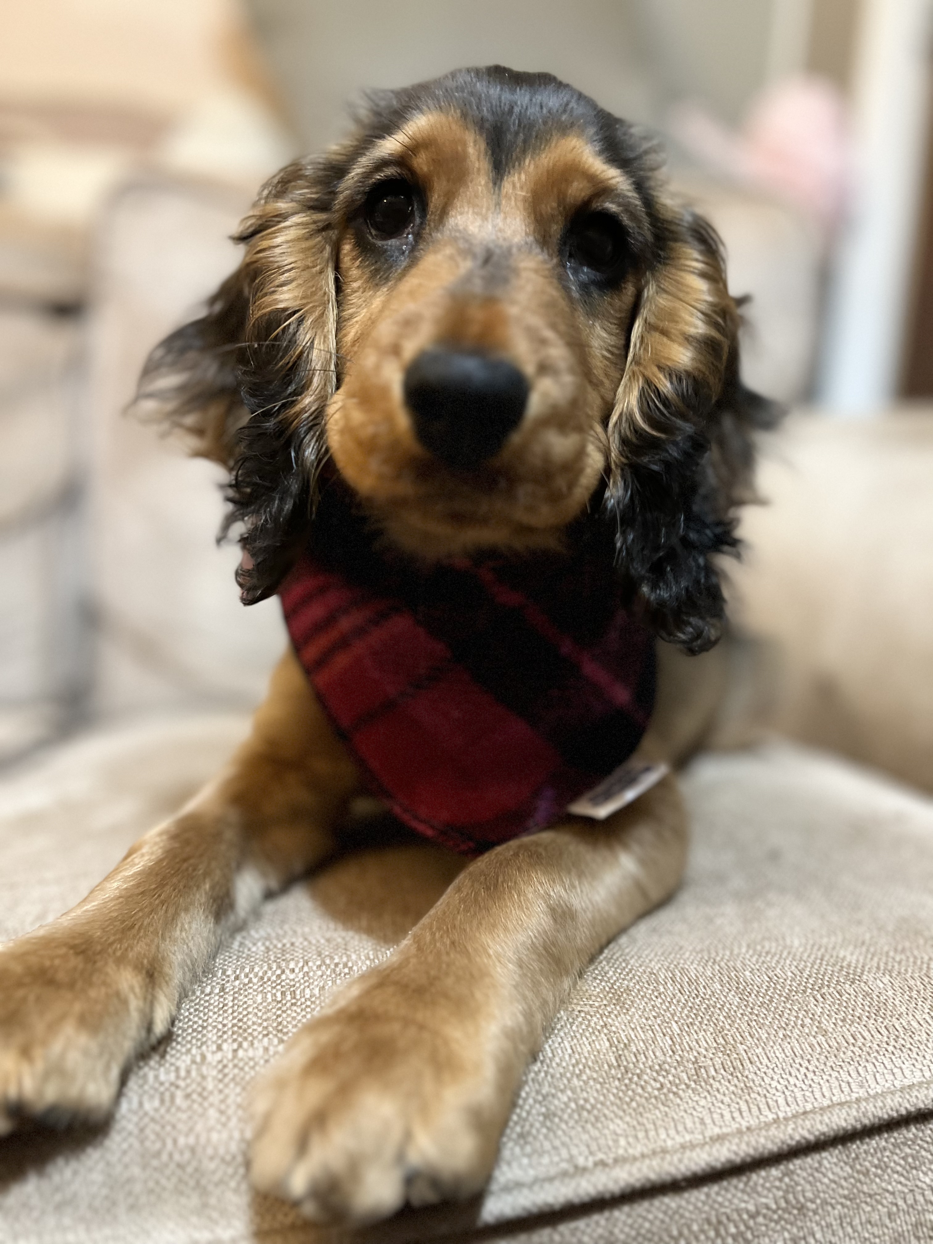 @mabletheshowspaniel