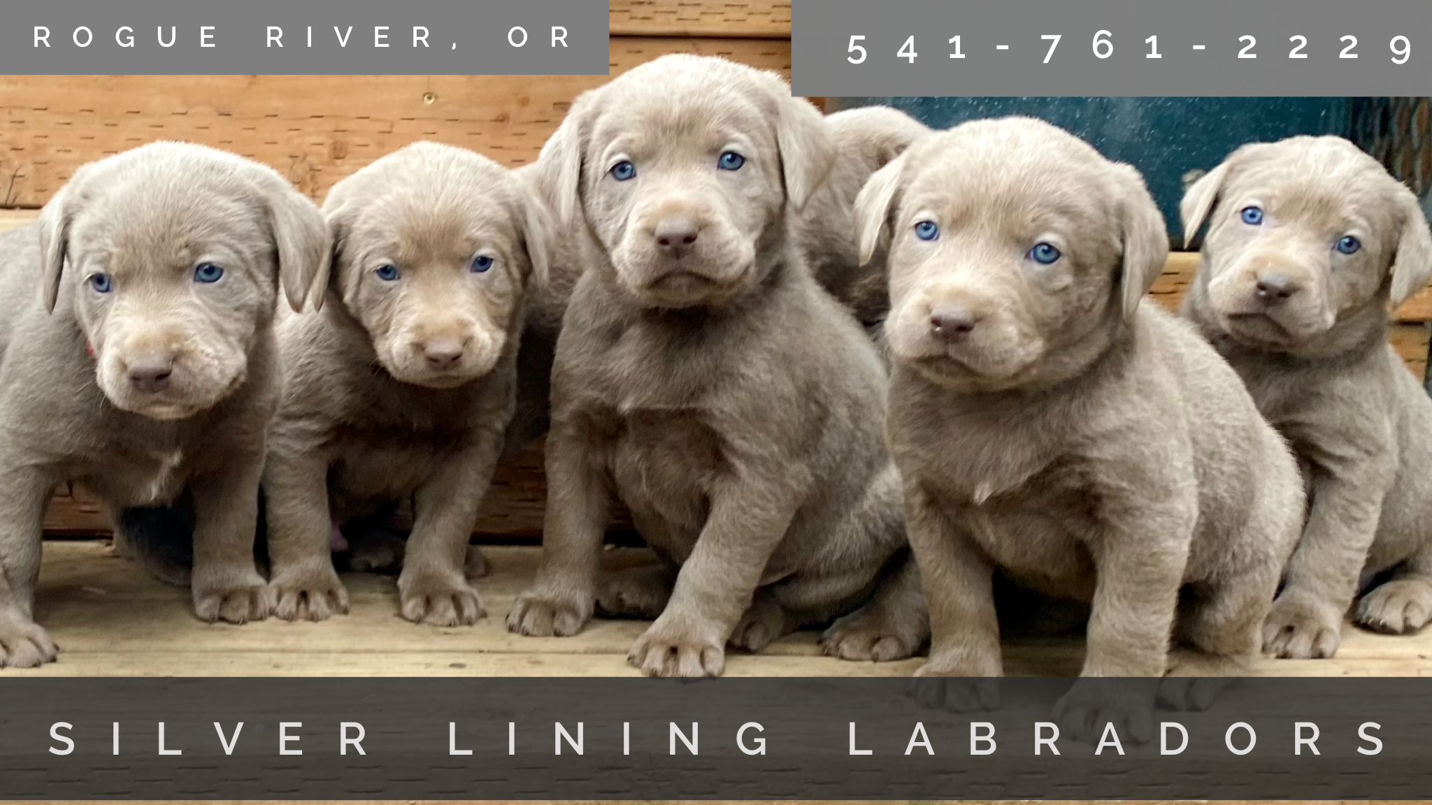 @silverlininglabradors
