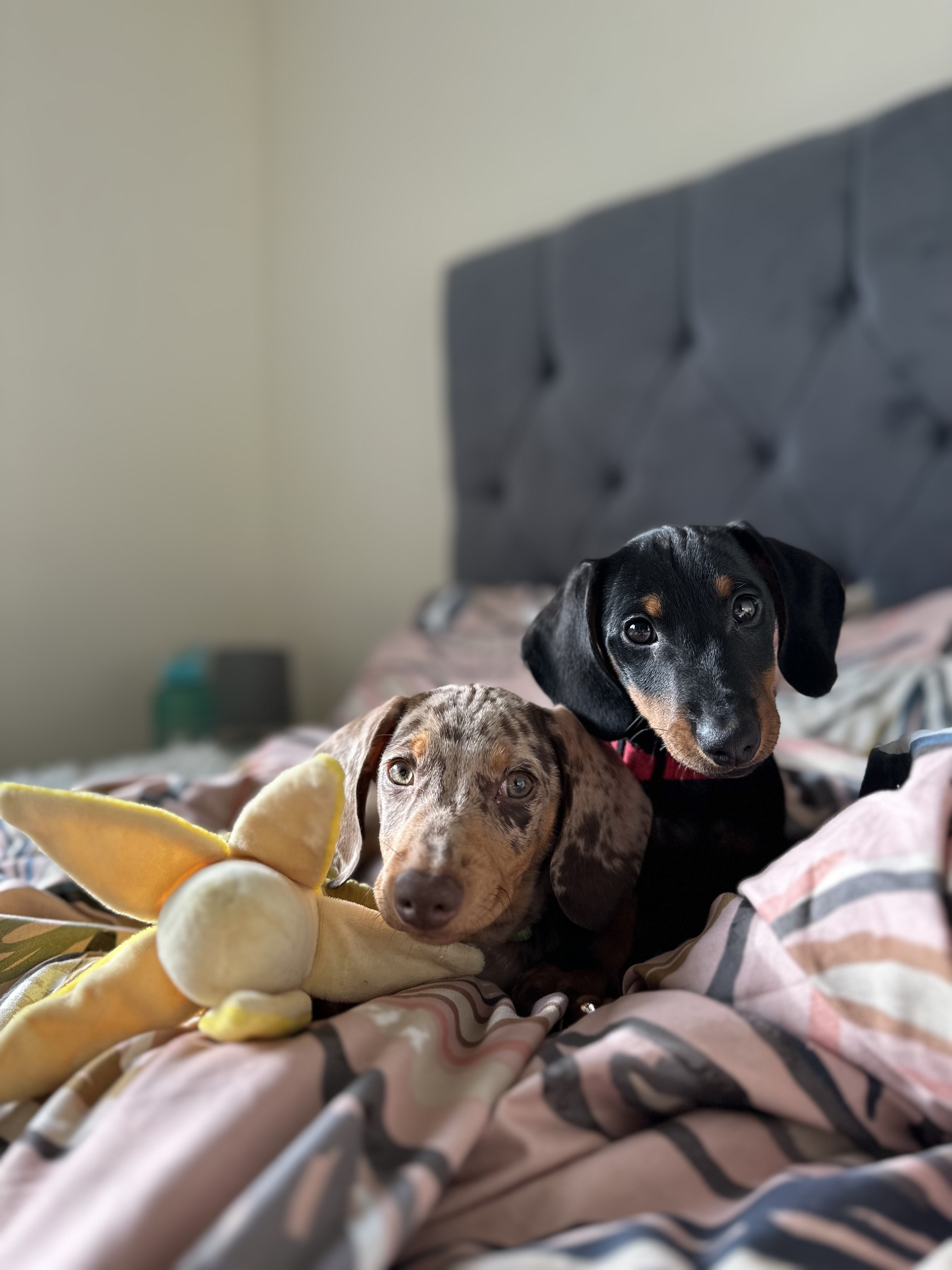 @bertnerniethesausages