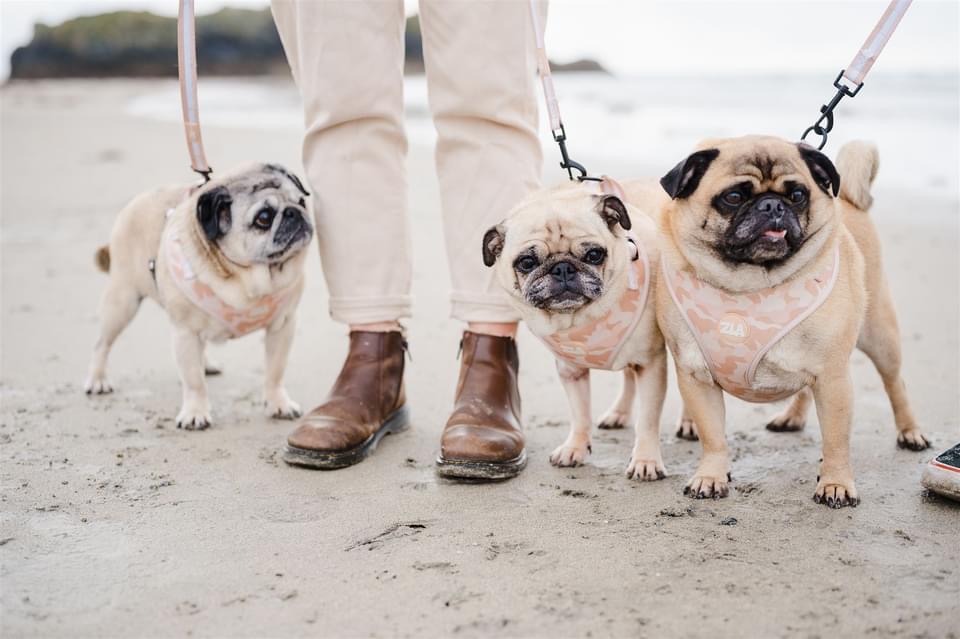 @at-penzancepugs