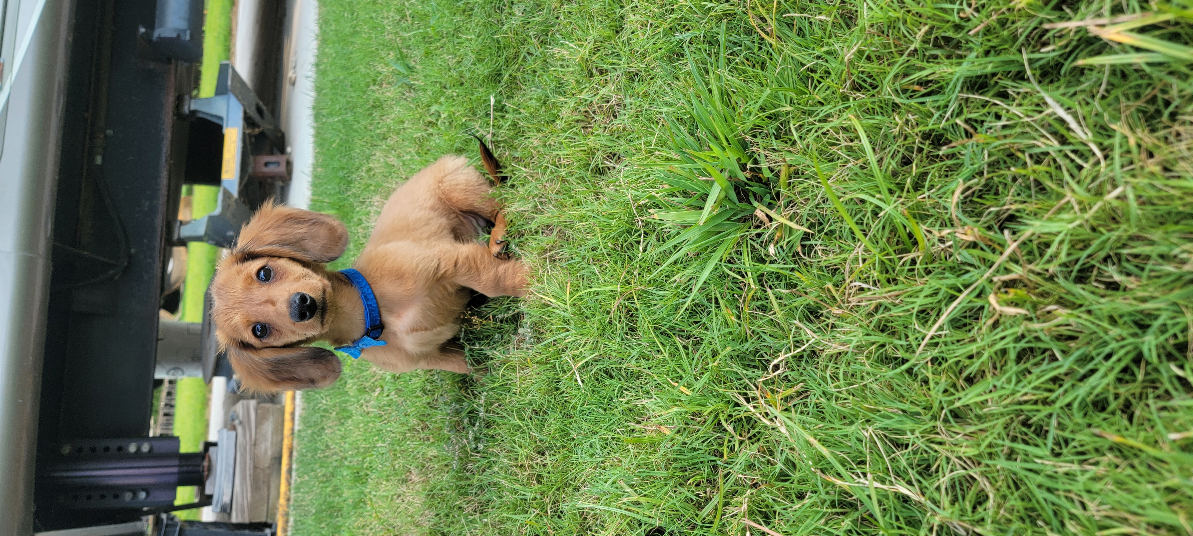 @benellisawyer-dachsund