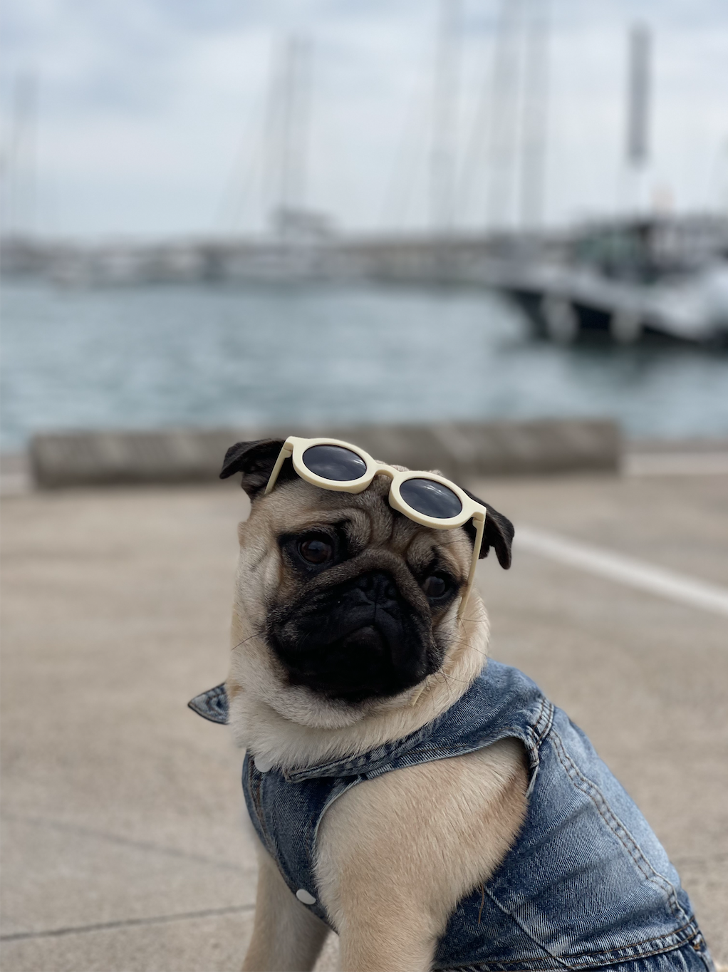 @homerthepug7