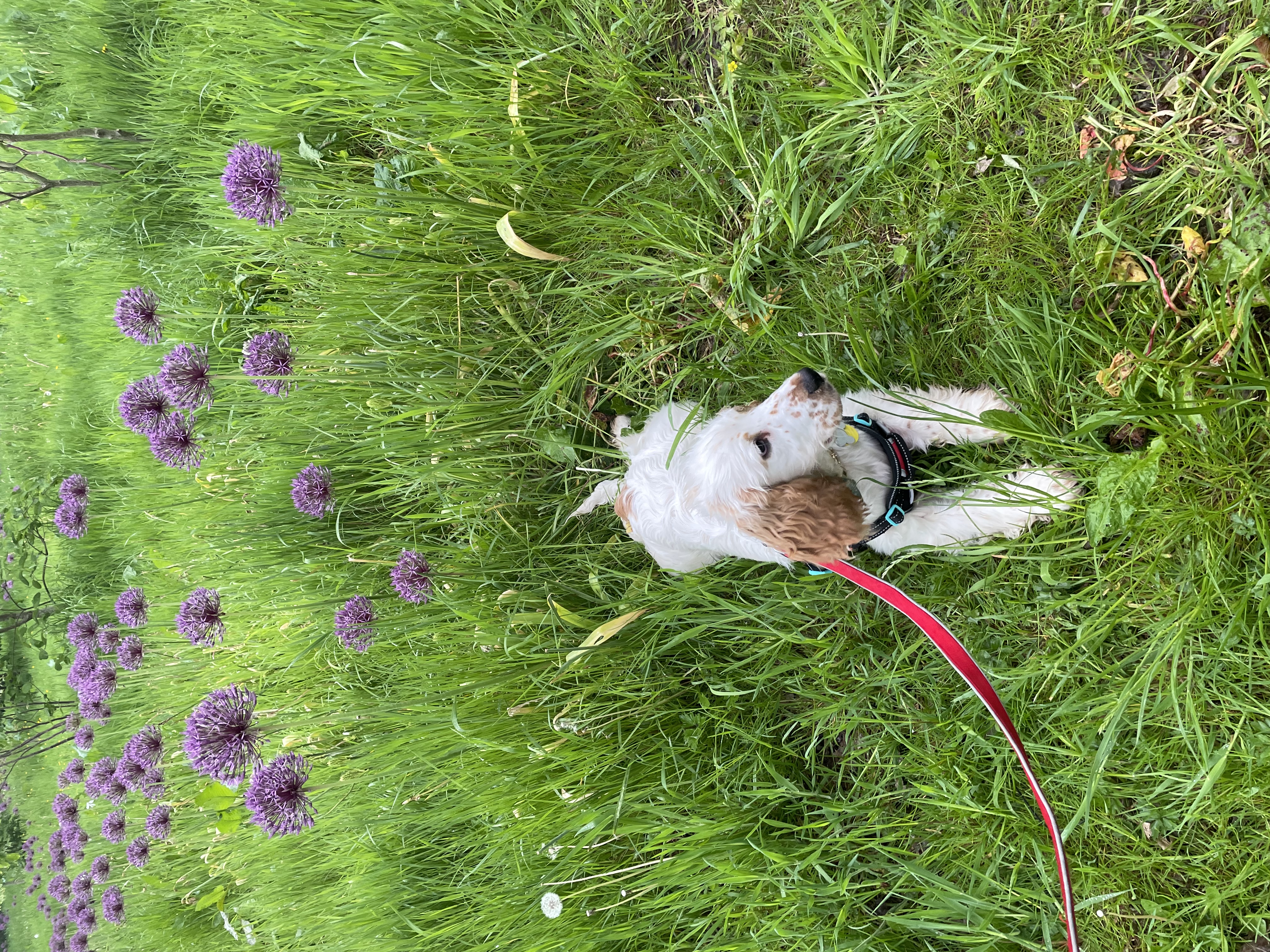 @monty-the-showcocker