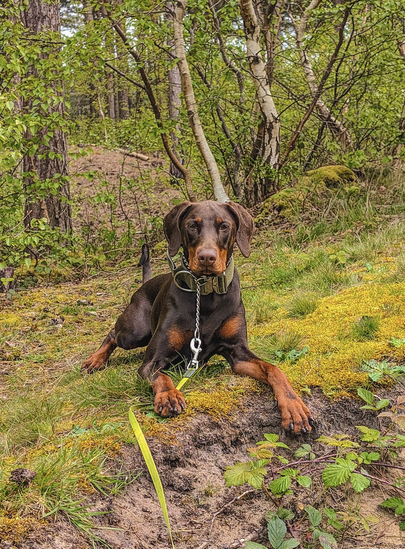 @cleo-thedoberman