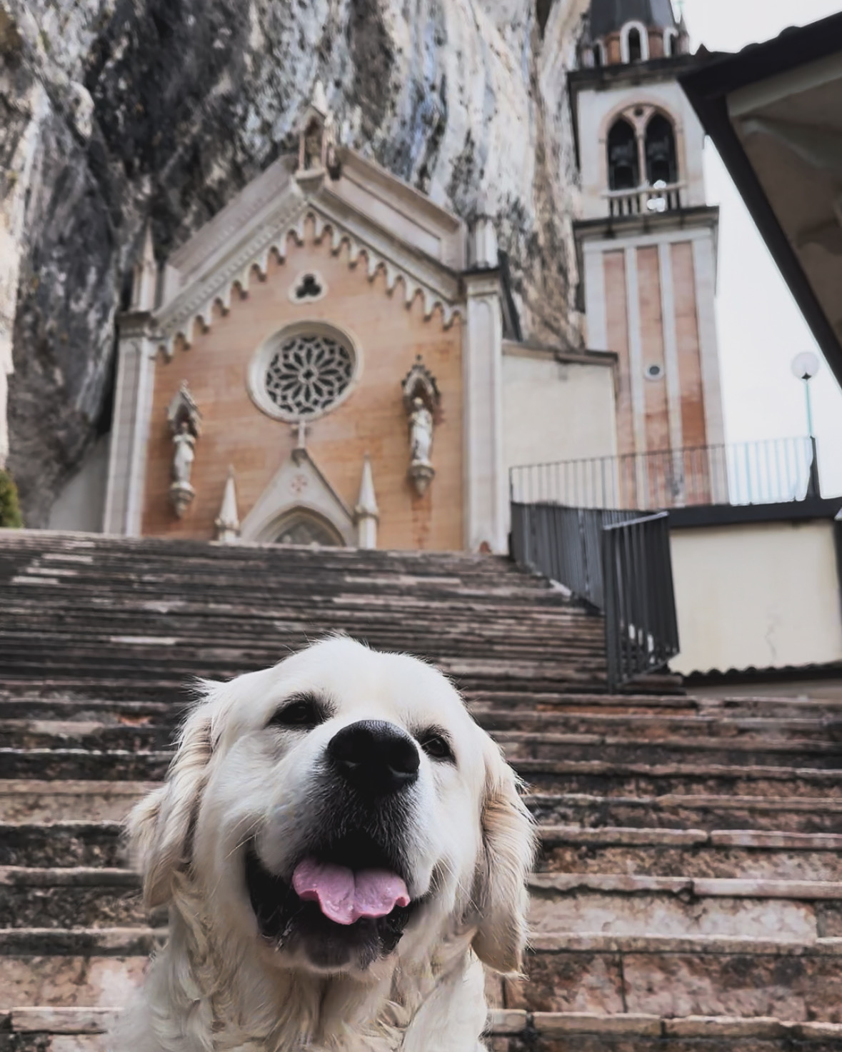 @frenkie-golden-retriever-1