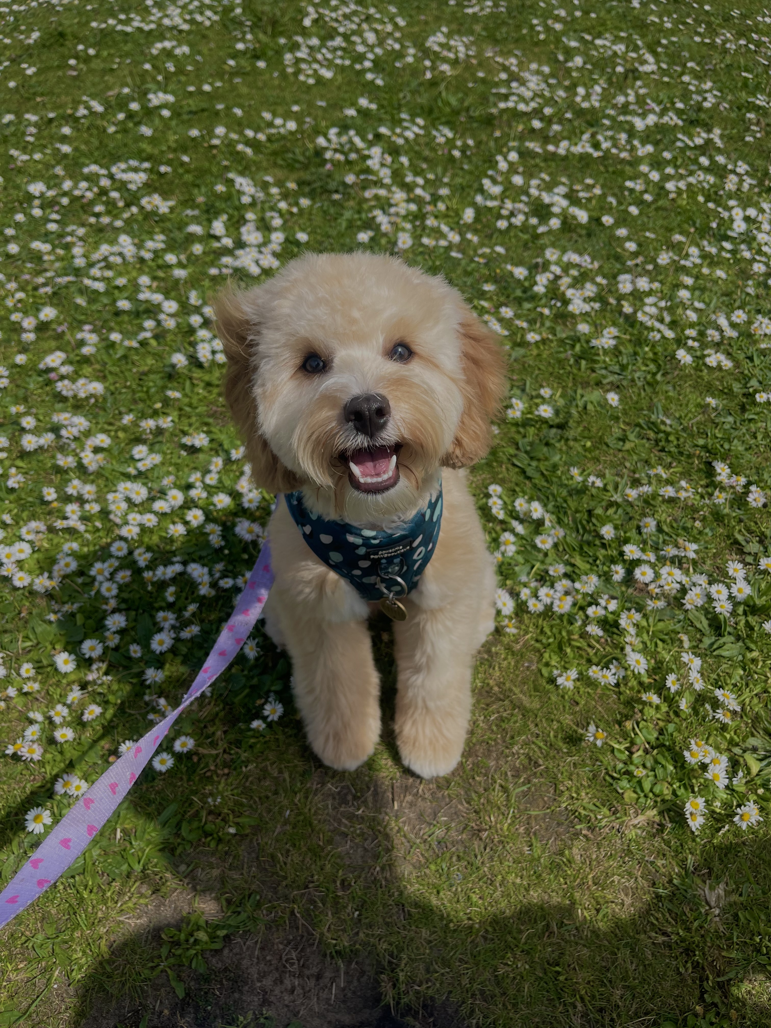 @coffeethecavapoochon