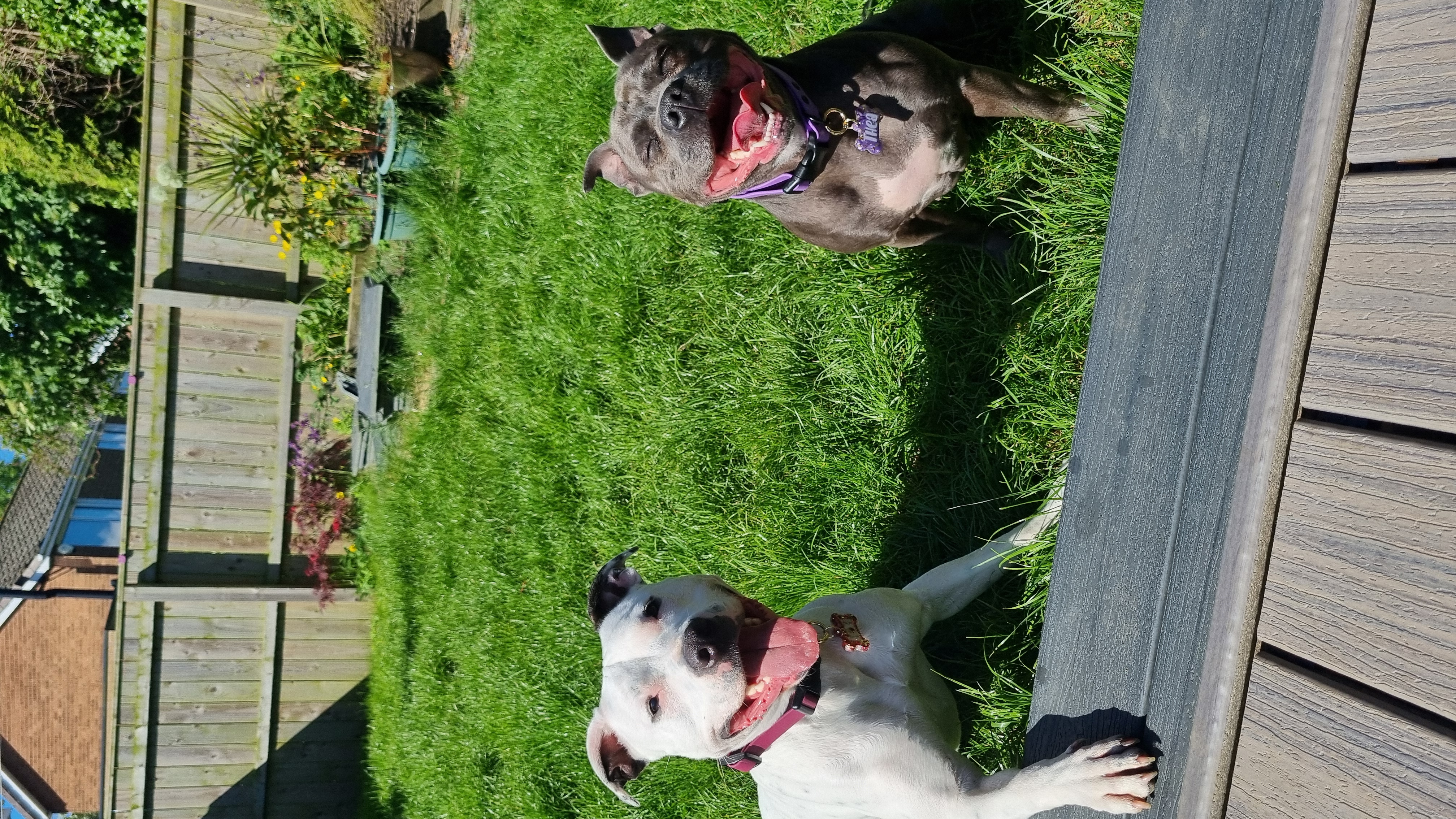 @lexiandthea_staffies