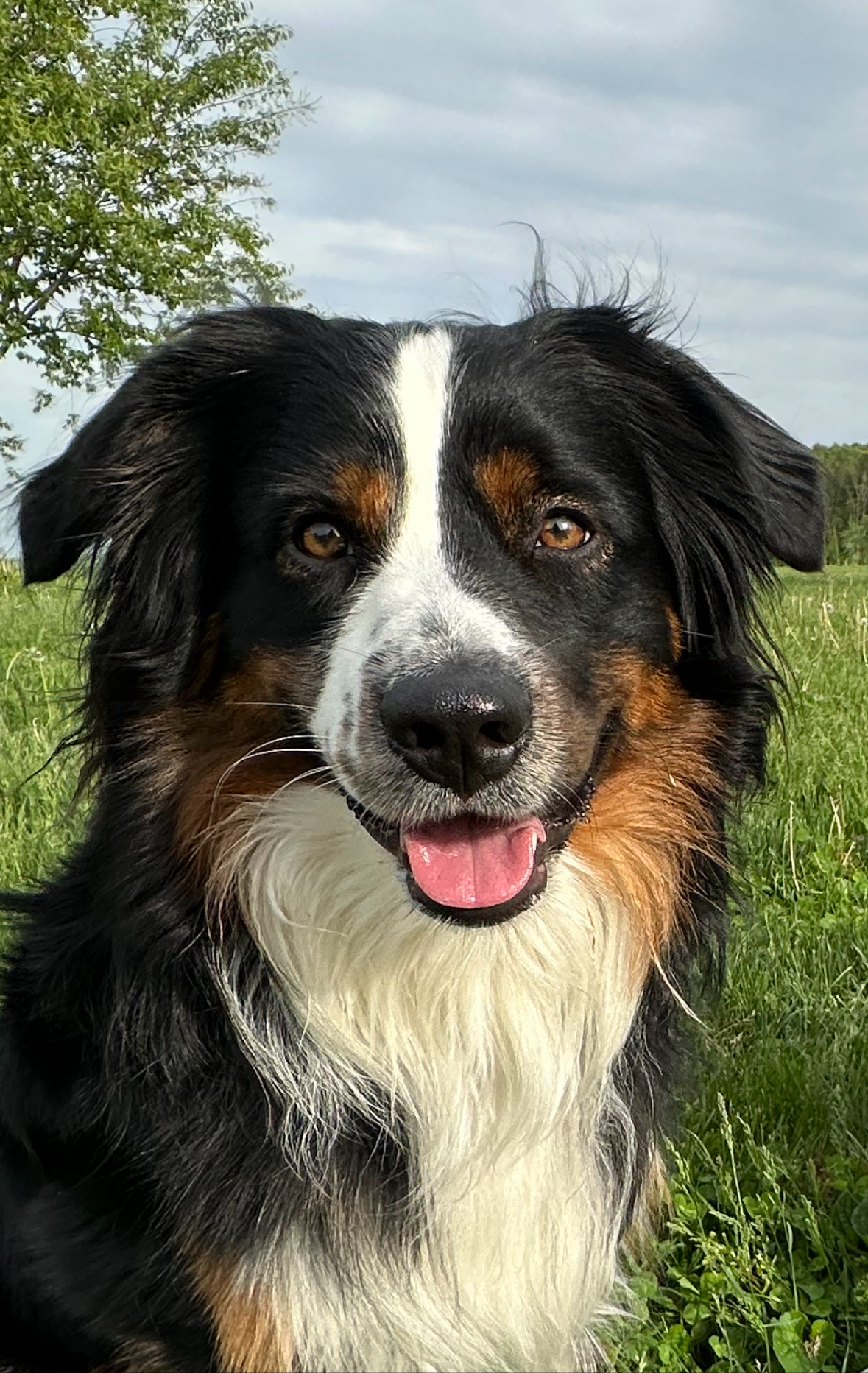 @milo-the-not-so-mini-aussie