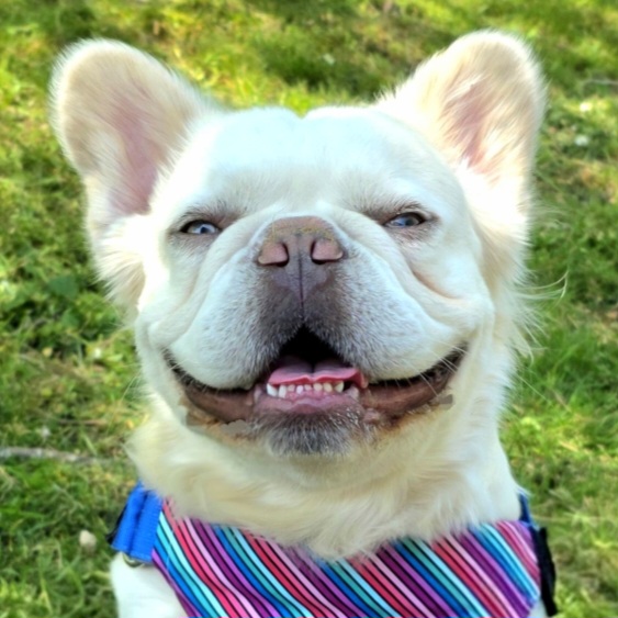 @fluffy-frenchie-pablo