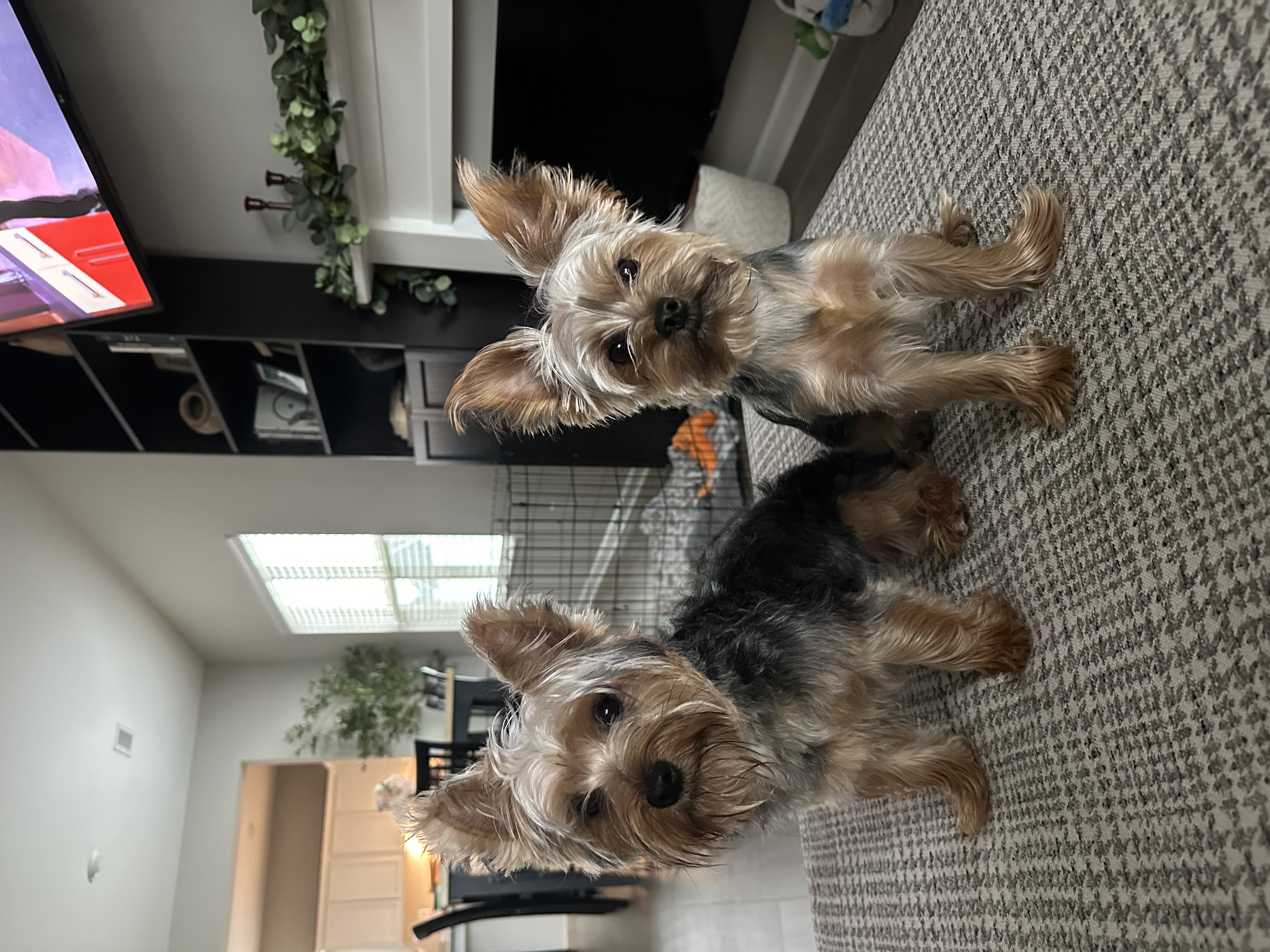 @alyssa-klingensmith