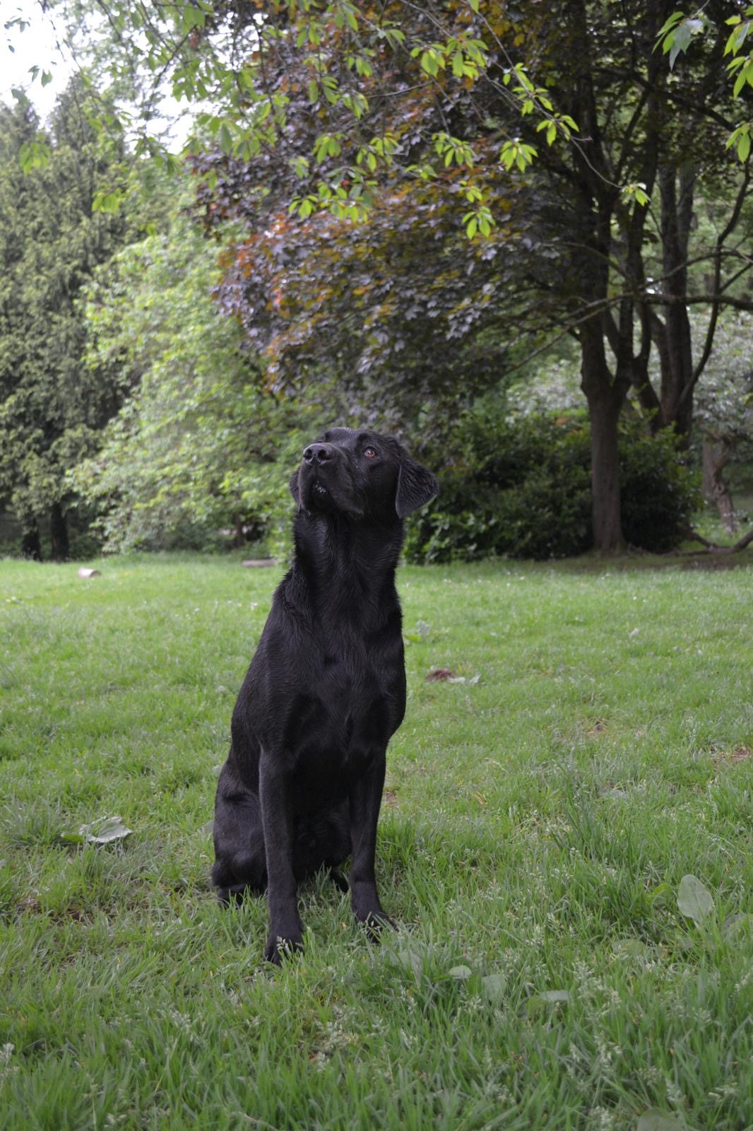 @arlotheassistancedog