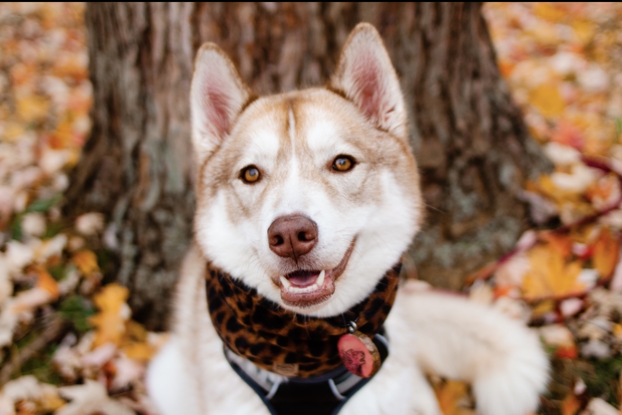 @countrypawspack