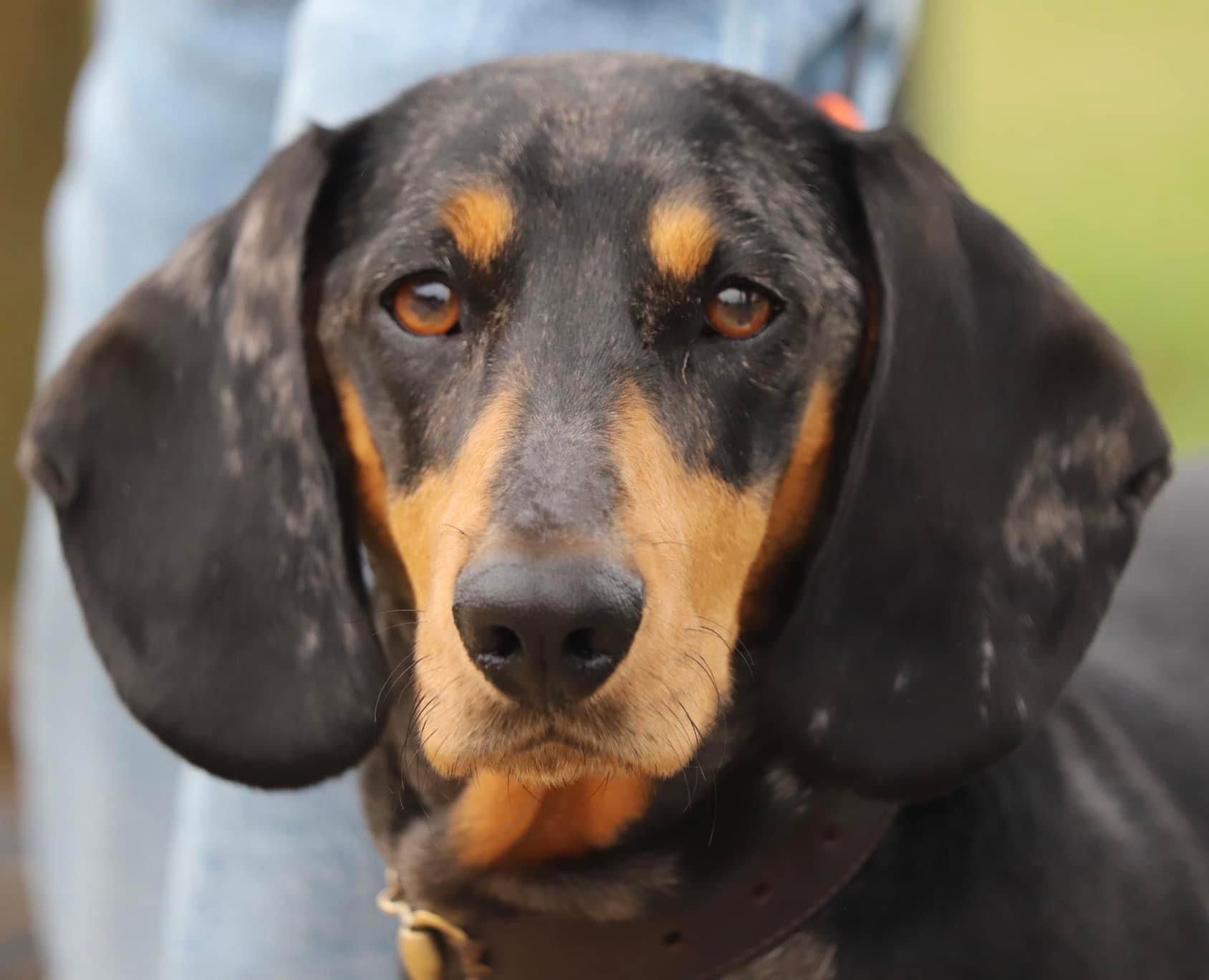 @meetmortythesausage