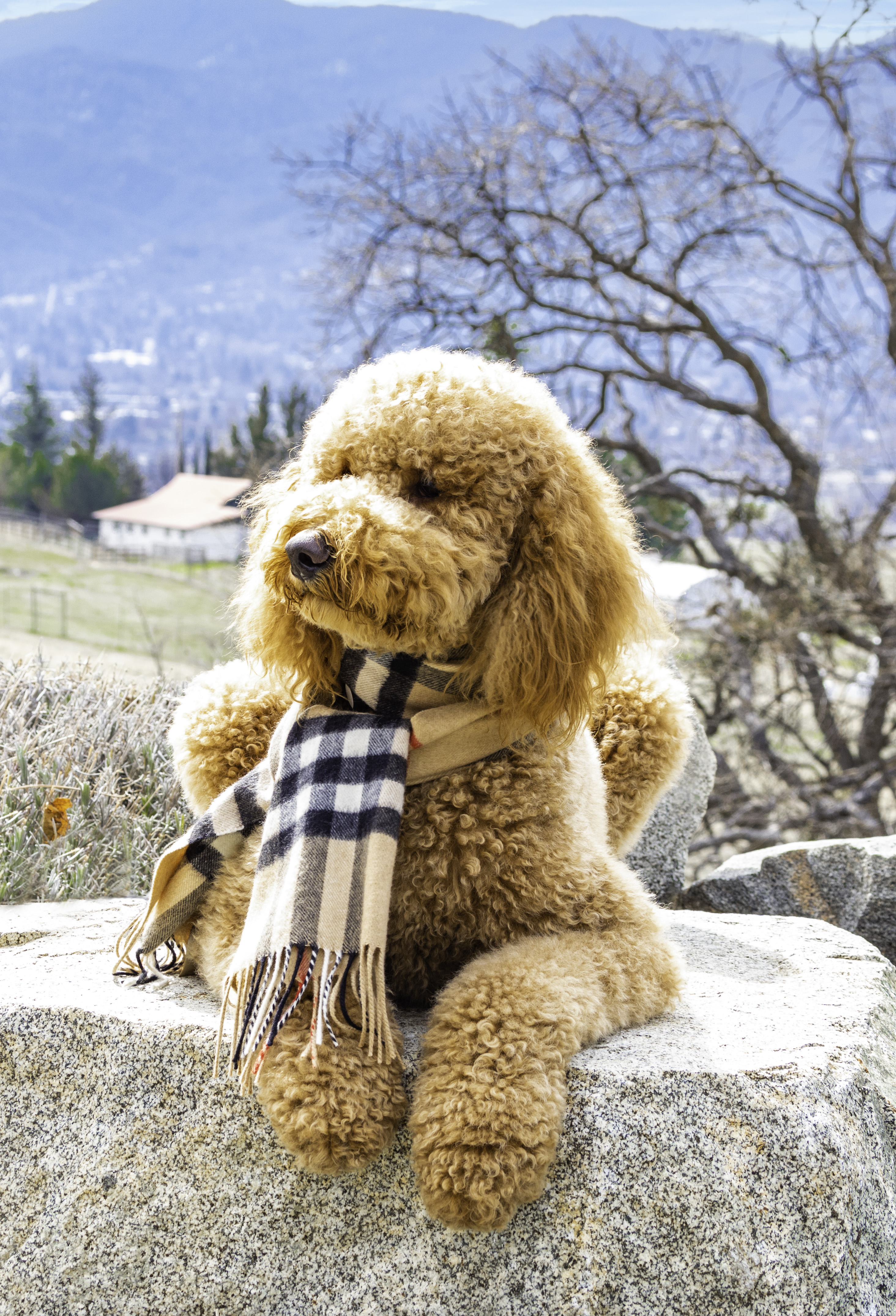 @sir-elton-goldendoodle