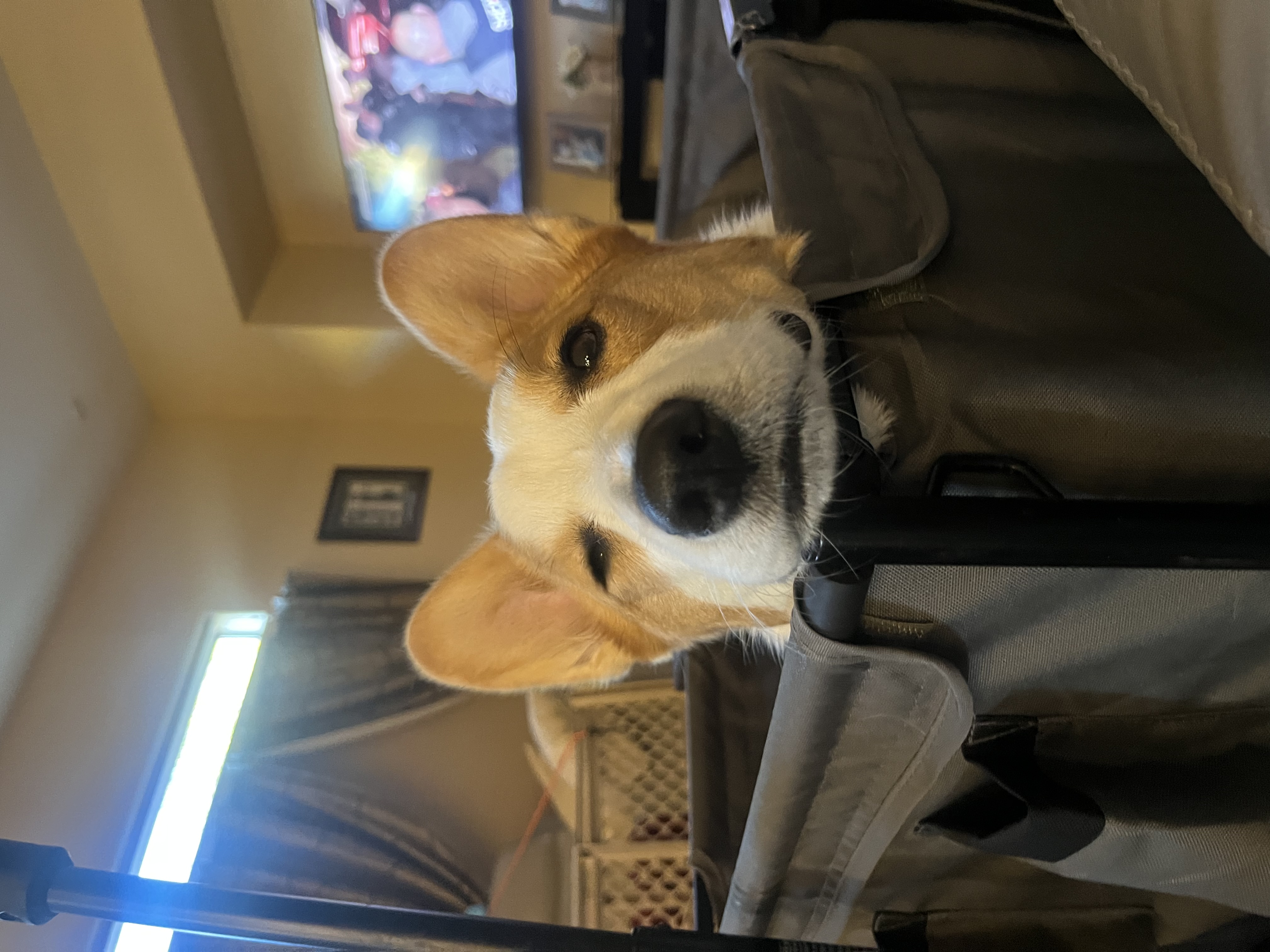 @nemo-the-corgi