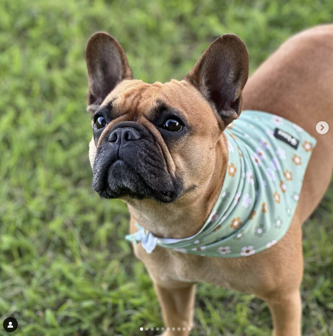 @valeriethefrenchie