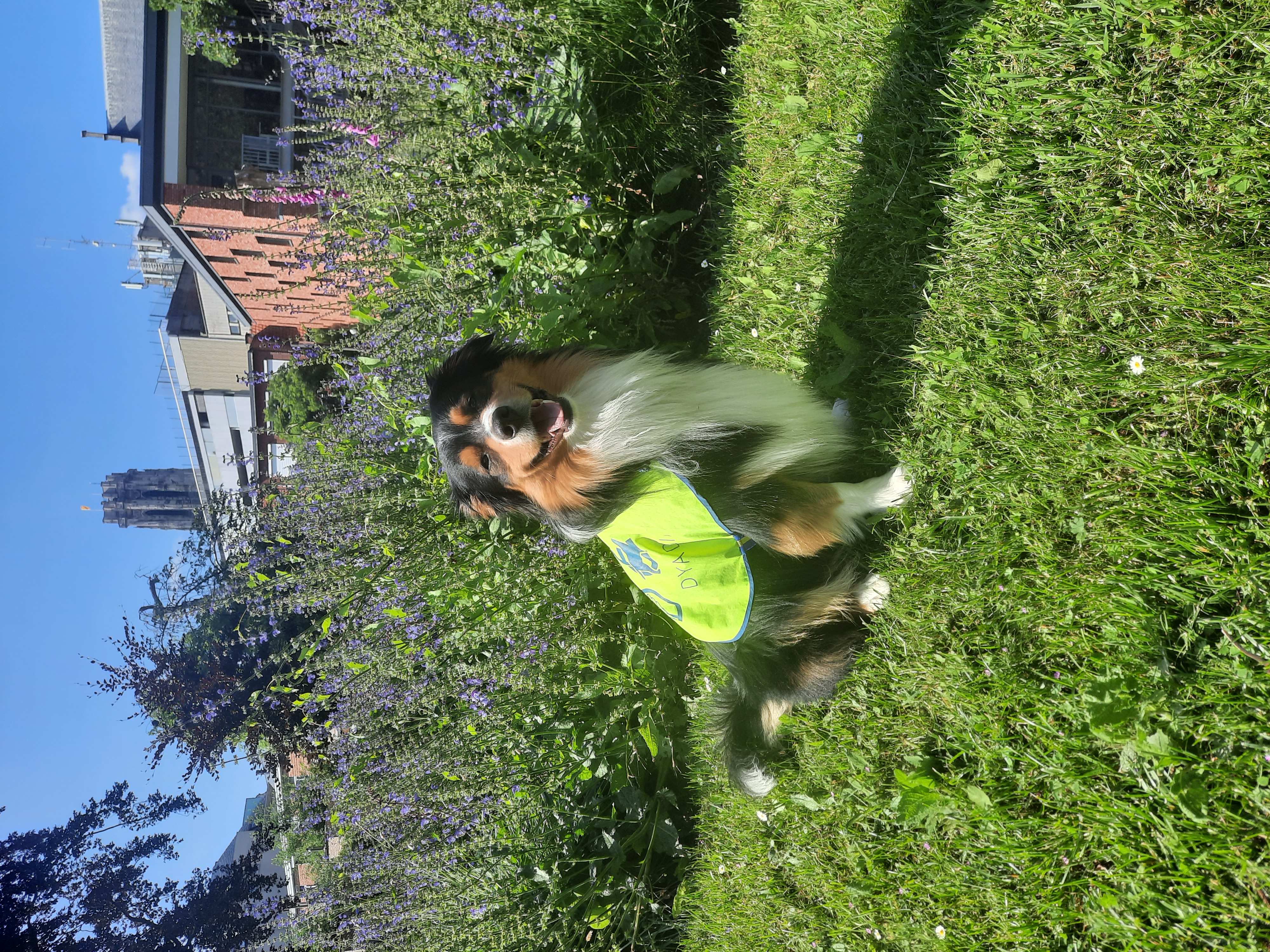 @koda.the.helper.dog