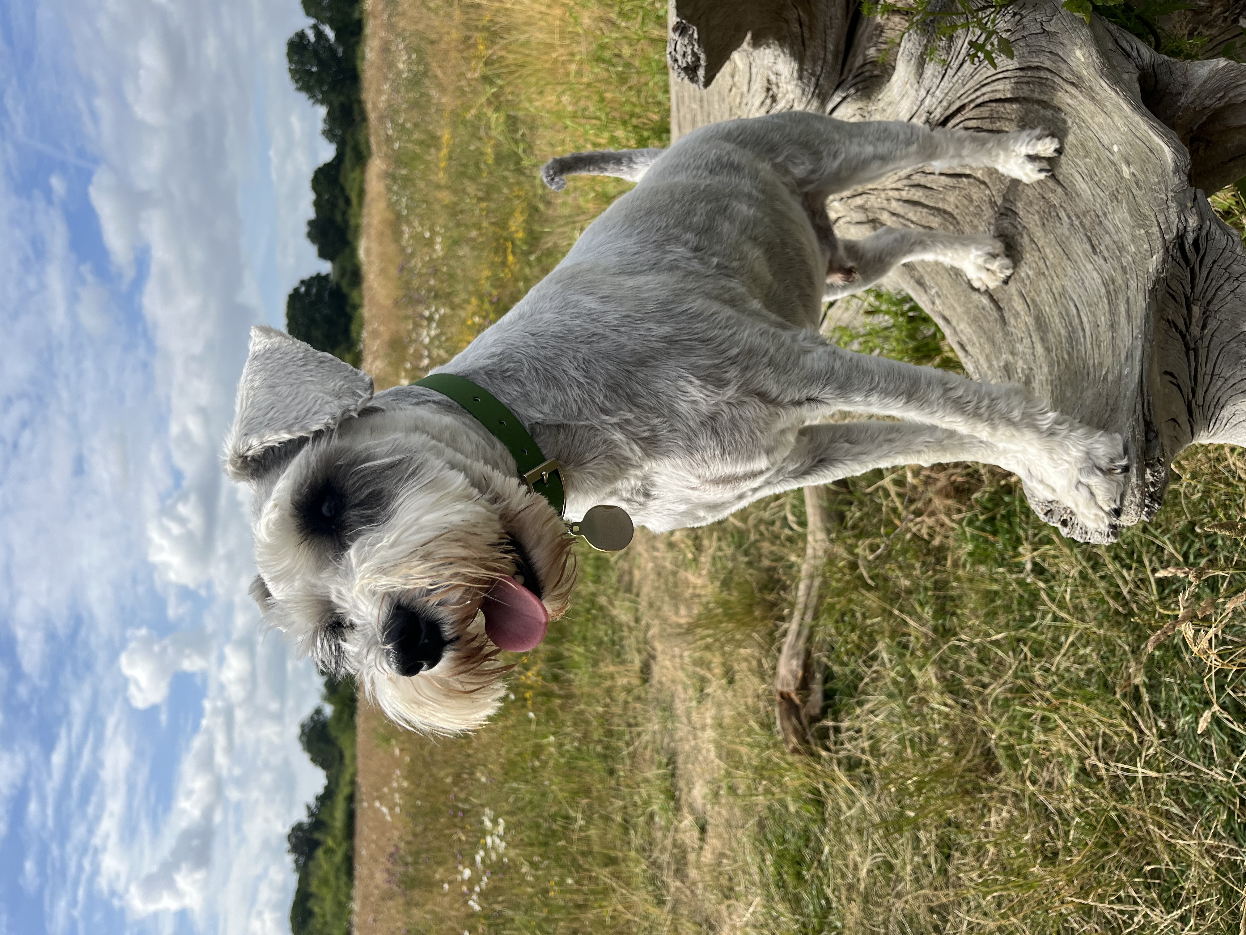 @duggietheschnauzer-2