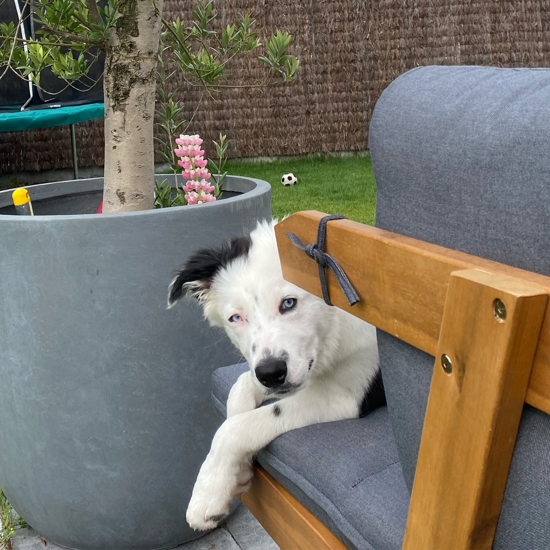 @bordercollie-spock