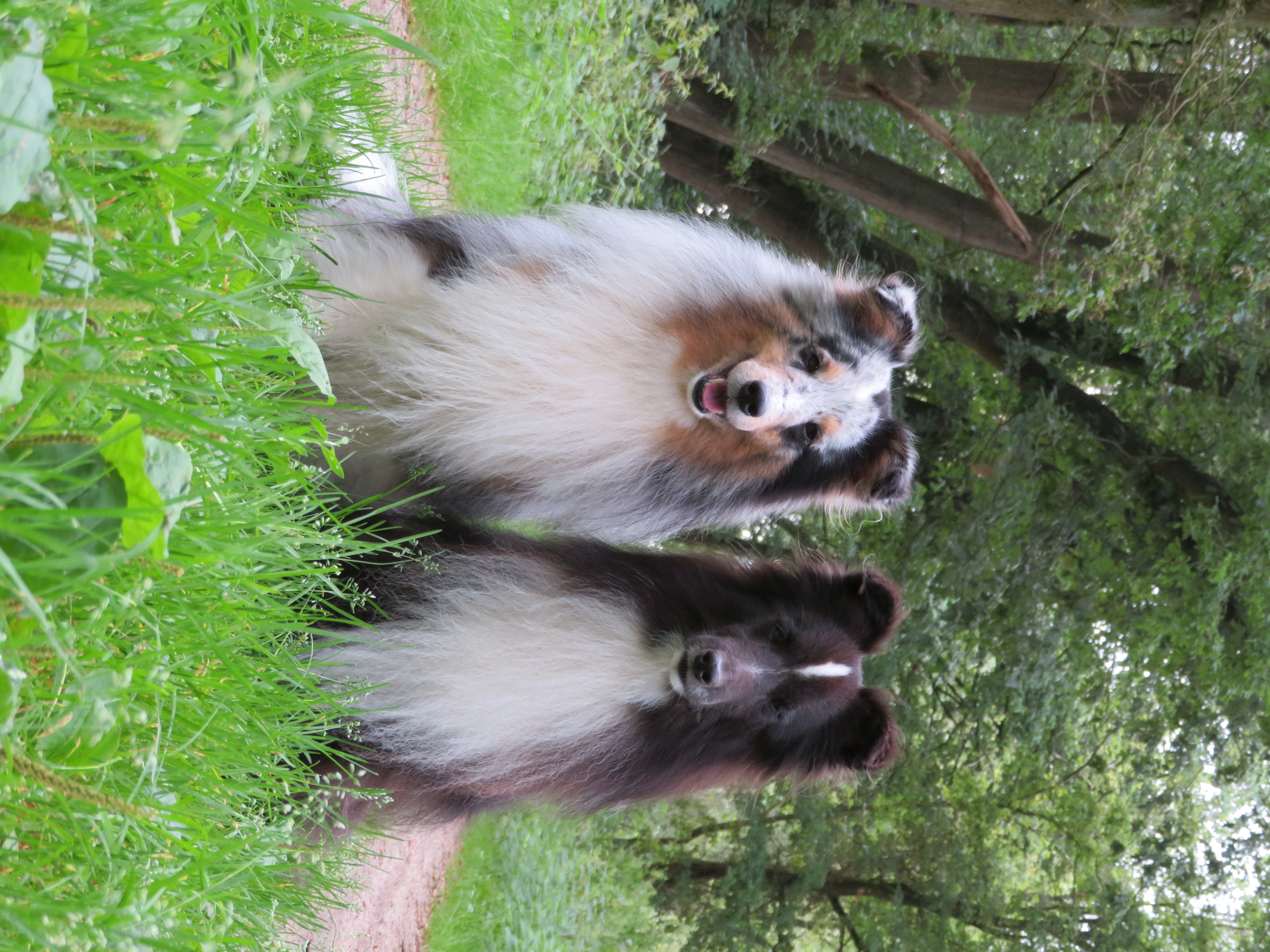 @shetlandsheepdogs-nl