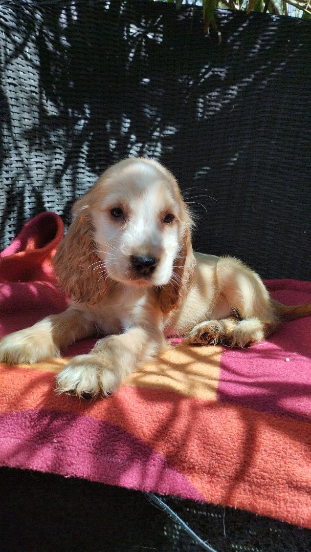 @nala-tofu-theragdolls