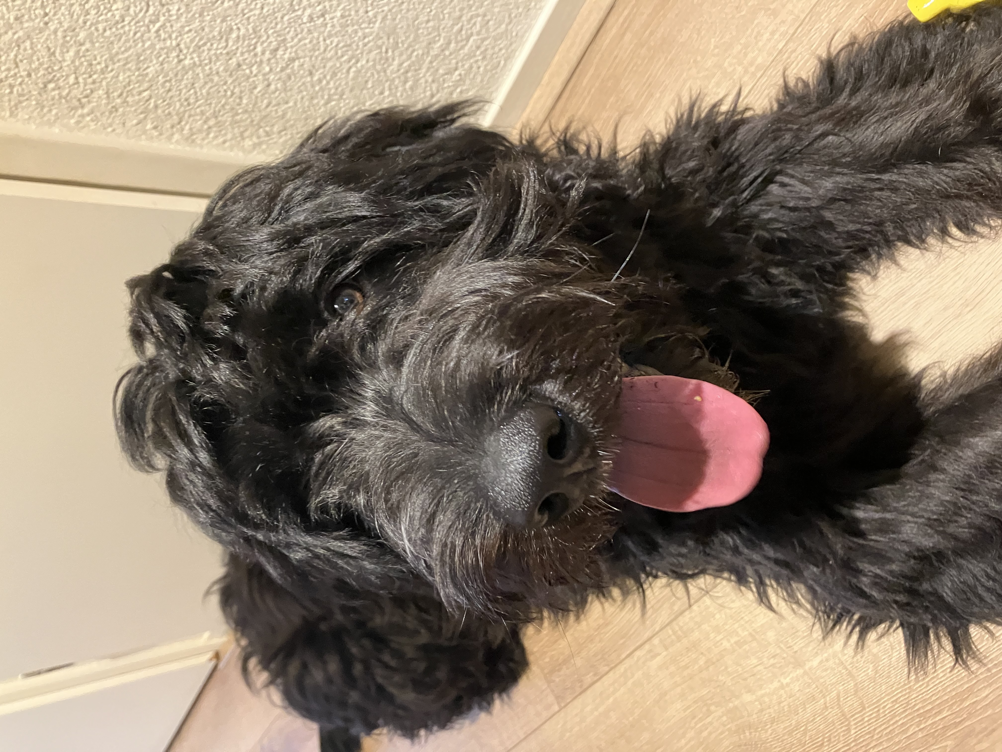 @superheldenhulphond-iris