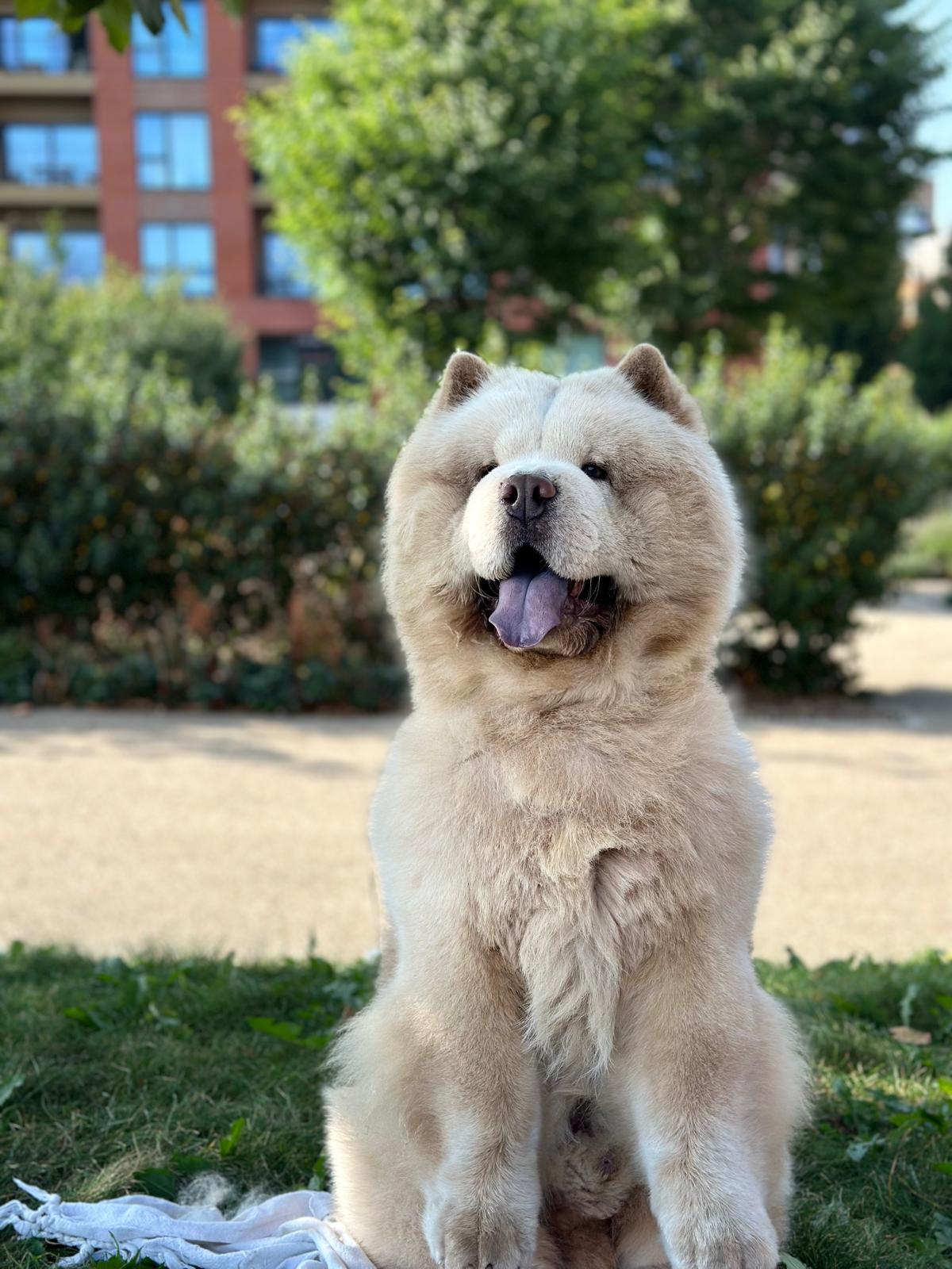 @julius-the-chow-chow